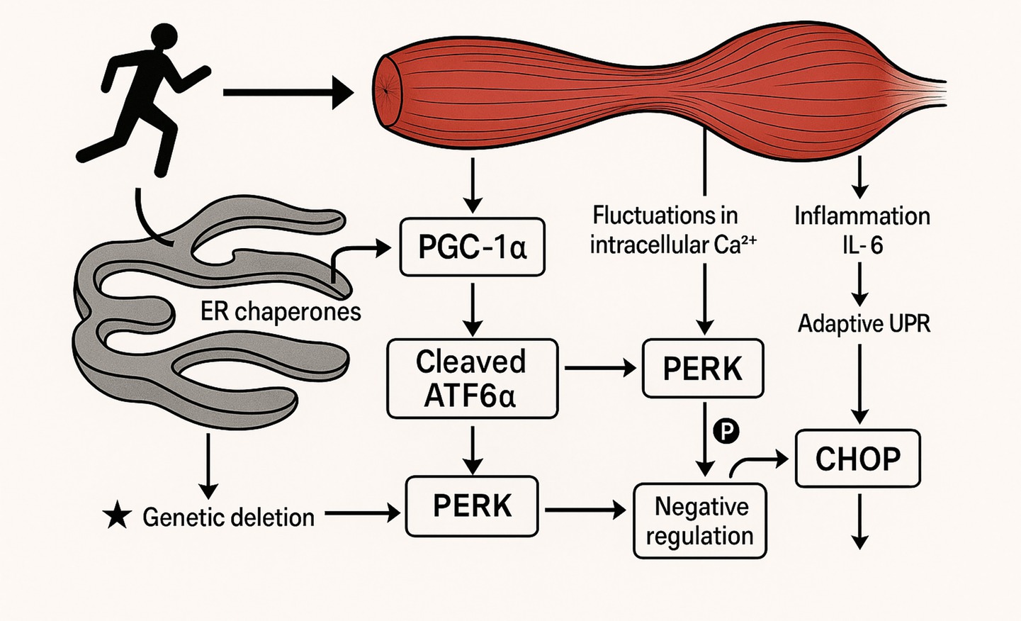 Diagram depicting the interaction between exercise and muscle adaptation via endoplasmic reticulum (ER) chaperones. Exercise leads to PGC-1α activation, influencing cleaved ATF6α and PERK pathways. Genetic deletion affects ER chaperones. Fluctuations in intracellular calcium and inflammation, marked by IL-6, trigger adaptive unfolded protein responses. This includes negative regulation and CHOP pathways, with phosphorylation playing a role.