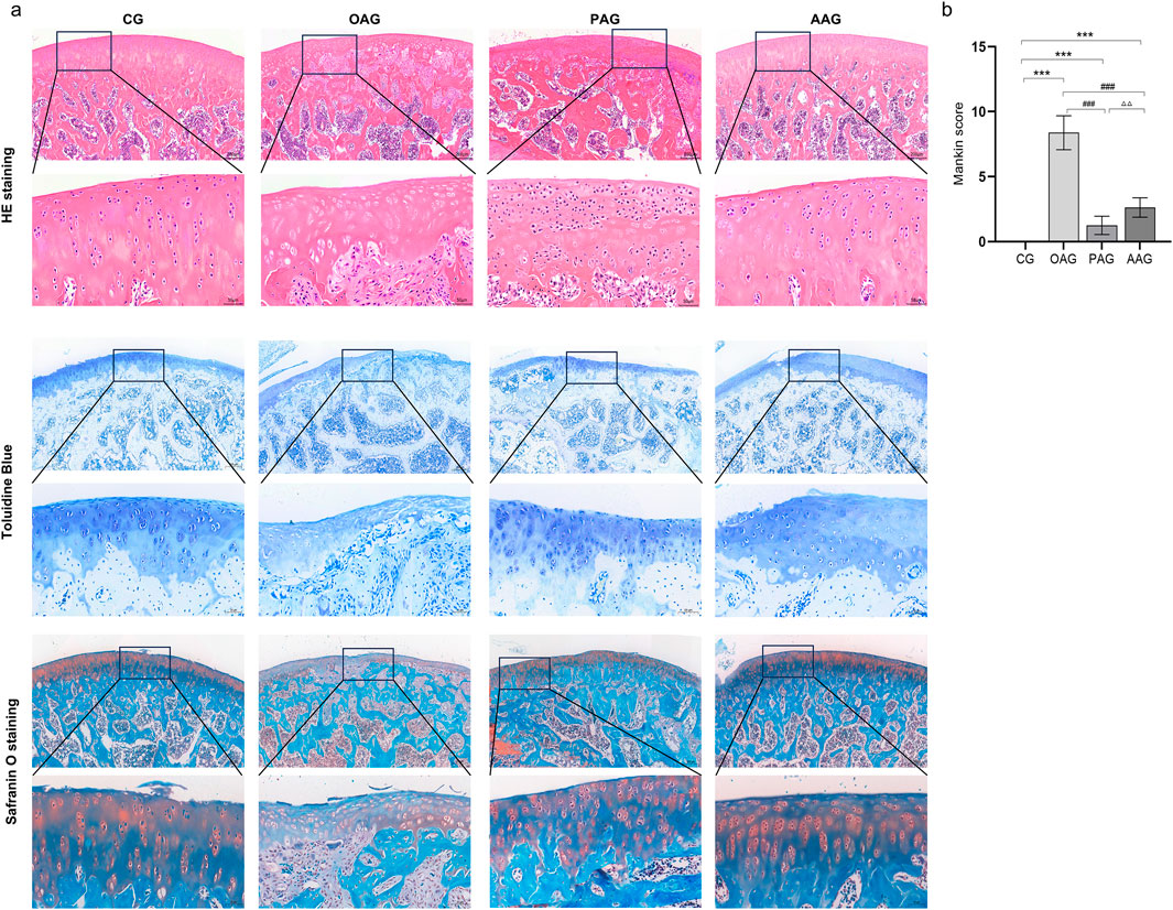 Panel (a) shows cartilage tissue samples stained using HE, Toluidine Blue, and Safranin O, with four groups: CG, OAG, PAG, and AAG. Each staining type has magnified insets highlighting cellular details. Panel (b) is a bar graph comparing Mankin scores across the groups, with OAG showing significantly higher scores than the others. Statistical significance is indicated by asterisks and symbols.