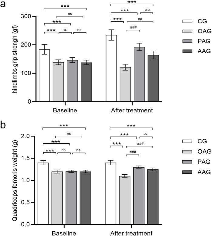 Bar graphs showing changes in hindlimb grip strength and quadriceps femoris weight for four groups: CG, OAG, PAG, and AAG. Chart (a) compares grip strength at baseline and after treatment, with significant differences marked by asterisks and hash symbols. Chart (b) displays quadriceps weight under similar conditions, highlighting significant differences. Error bars indicate variability.