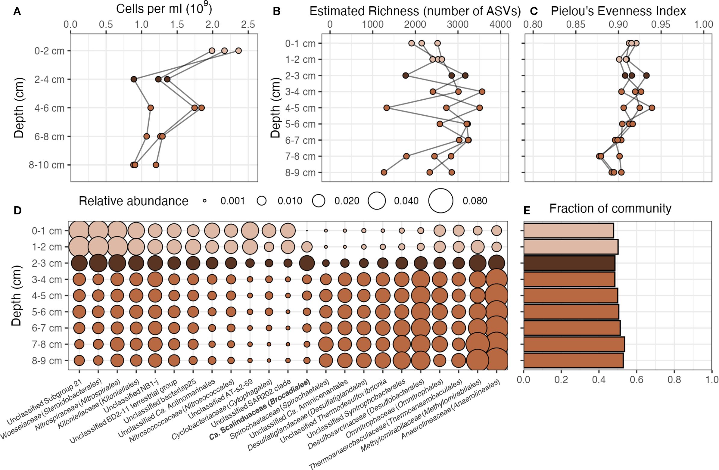 Graphs display microbial data across soil depths: (A) Cell density per milliliter; (B) Estimated richness of ASVs; (C) Pielou's Evenness Index; (D) Bubble chart showing relative abundance by depth; (E) Community fraction bar chart.