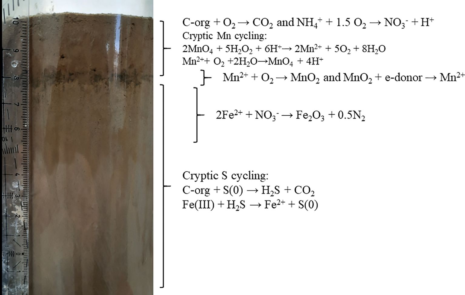 A graduated cylinder with stratified layers of sediment, indicating different chemical reactions. The right shows a bracketed list of reactions: carbon and oxygen, manganese and oxygen, and iron and nitrate interactions, along with descriptions of cryptic sulfur cycling involving carbon, sulfur, and iron reactions.