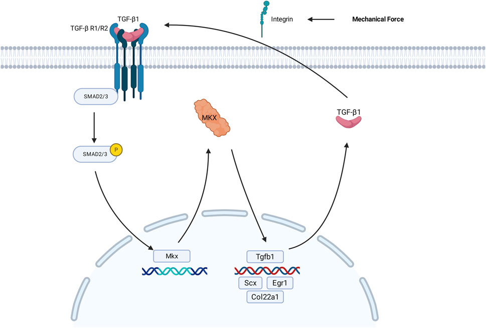 Diagram illustrating the signaling pathway involving TGF-β1 and integrin, leading to SMAD2/3 activation in response to mechanical force. TGF-β1 binds to TGF-β R1/R2 receptors, phosphorylating SMAD2/3, which influences MKX, Mkx, Tgfb1, SCX, Egr1, and Col22a1 gene expression within the nucleus.