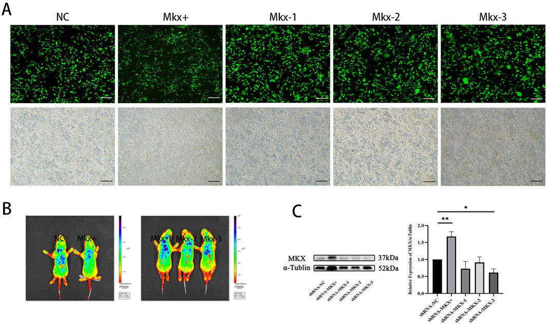 Section A shows fluorescent and non-fluorescent cell images for NC, Mkx+, Mkx-1, Mkx-2, and Mkx-3, with visible cell density differences. Section B contains fluorescence imaging of mice labeled NC, Mkx+, Mkx-1, Mkx-2, and Mkx-3, showing varying heat distribution. Section C displays a Western blot for MKX and α-Tubulin with a bar graph illustrating relative expression levels, highlighting significant differences in expression among the groups.