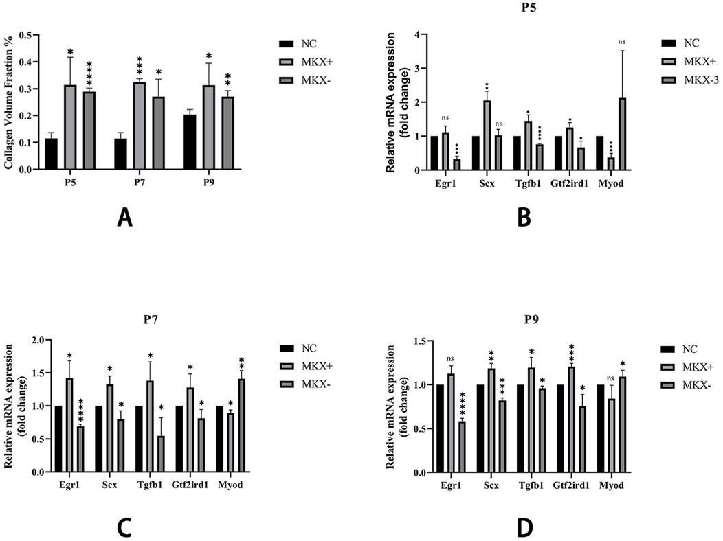 Bar graphs labeled A to D comparing collagen volume fraction and relative mRNA expression across different conditions (NC, MKX+, MKX-) at different time points (P5, P7, P9). Graph A shows collagen levels; B, C, and D show mRNA levels of Egr1, Scx, Tgfb1, Gtf2ird1, Myod with statistical significance marked by asterisks.