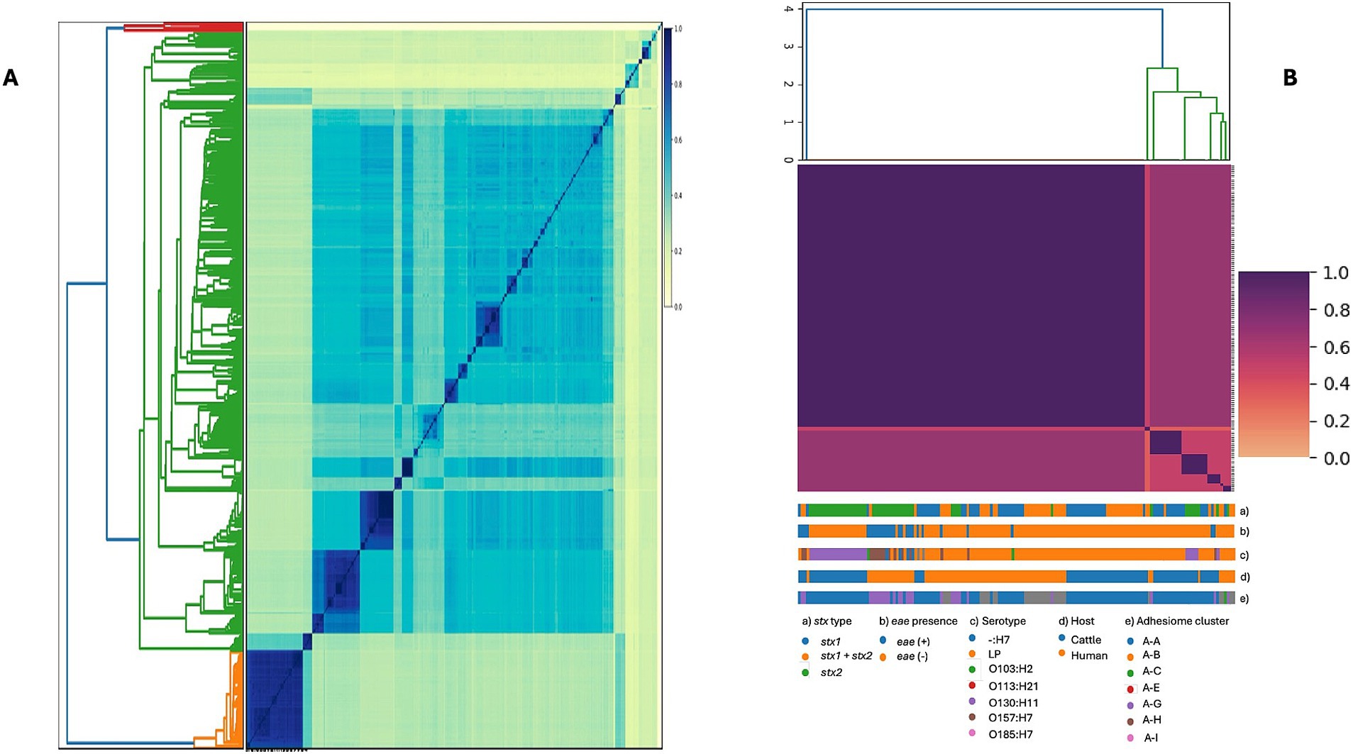 Cluster heatmaps labeled A and B show hierarchical clustering analyses. Section A has a dendrogram with green and red branches beside a blue-green heatmap matrix indicating similarity or distance, transitioning from green to blue. Section B includes a purple and pink heatmap with a dendrogram above, representing different clusters. A color-coded key below indicates variables such as stx type, eae presence, serotype, host, and adhesiome cluster.