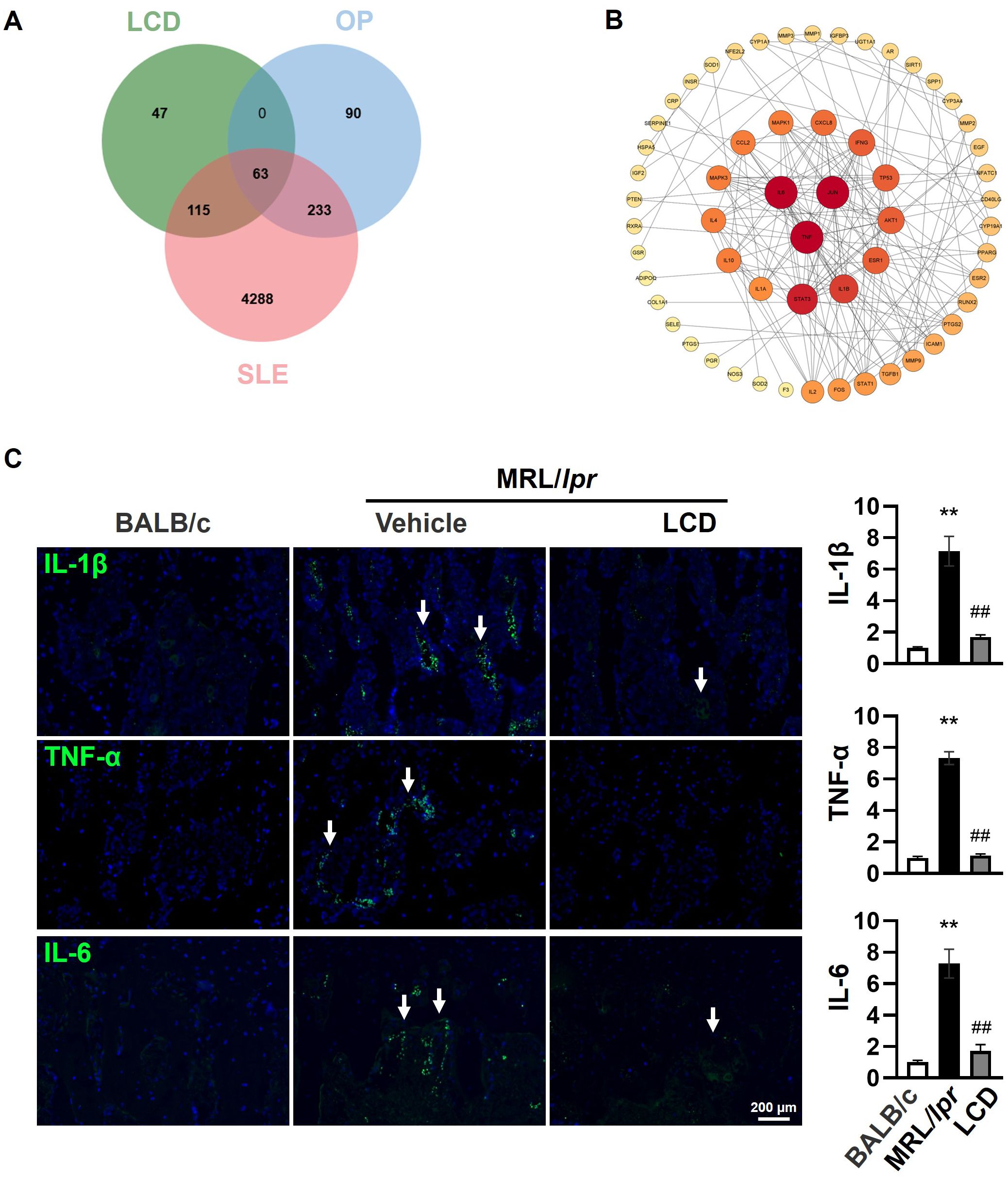 Histological and immunofluorescence images show bone-related protein expression in BALB/c and MRL/lpr mouse models, comparing vehicle and LCD treatments. The micrographs depict ALP staining, RUNX2, OSTERIX, OPG, RANKL, and CTSK. Accompanying bar charts quantify staining intensity differences across conditions, showing protein expression levels. The OPG/RANKL ratio is also compared in a separate bar chart, highlighting significant changes with LCD treatment.