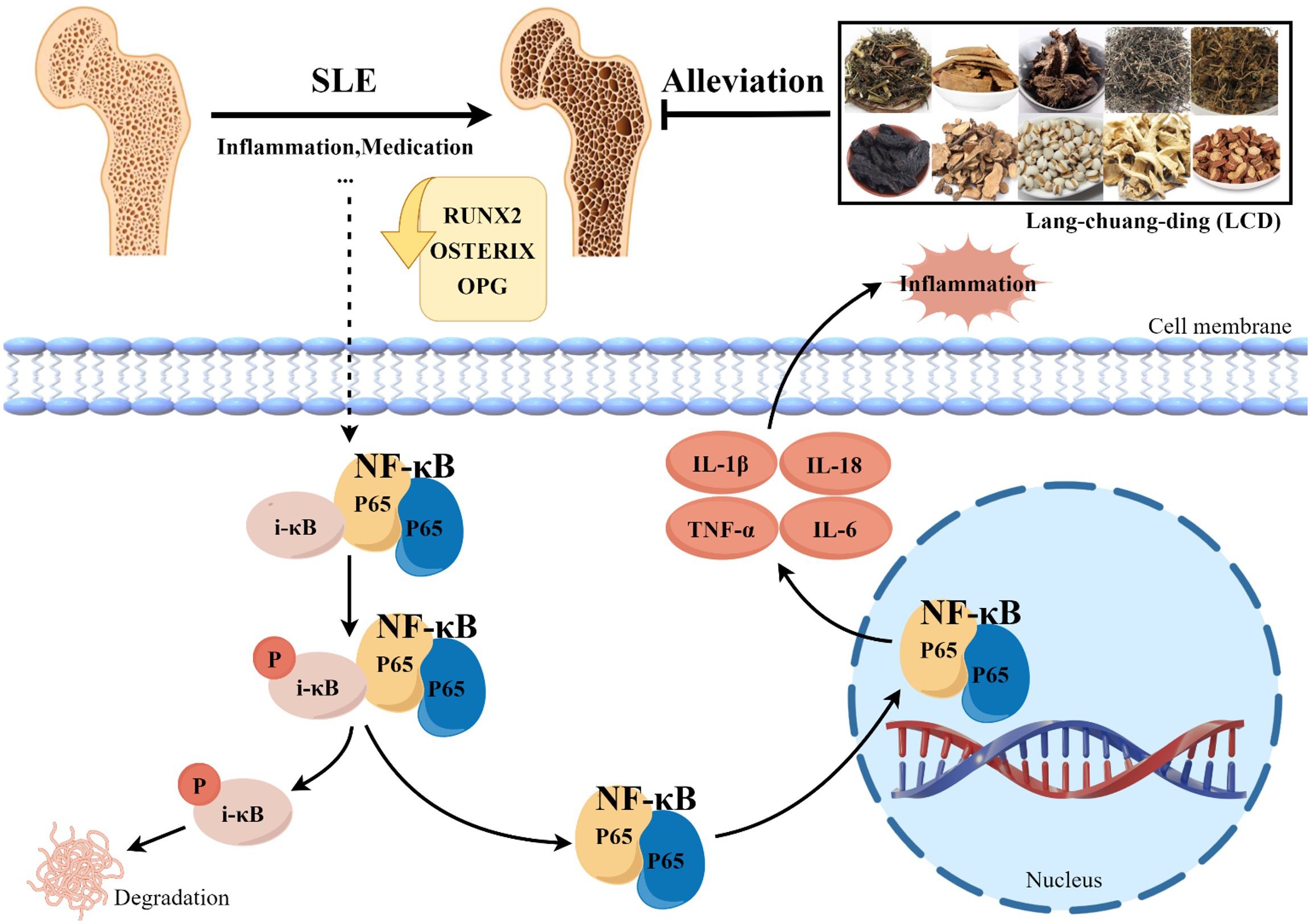 Diagram illustrating the process of bone inflammation and potential alleviation through Lang-chuang-ding (LCD). SLE causes inflammation and affects proteins RUNX2, OSTERIX, and OPG, activating NF-kB pathways. Cellular inflammation is shown with cytokines IL-1β, TNF-α, IL-18, and IL-6. LCD ingredients are depicted in images, suggesting alleviation by inhibiting NF-kB activity and promoting bone health.