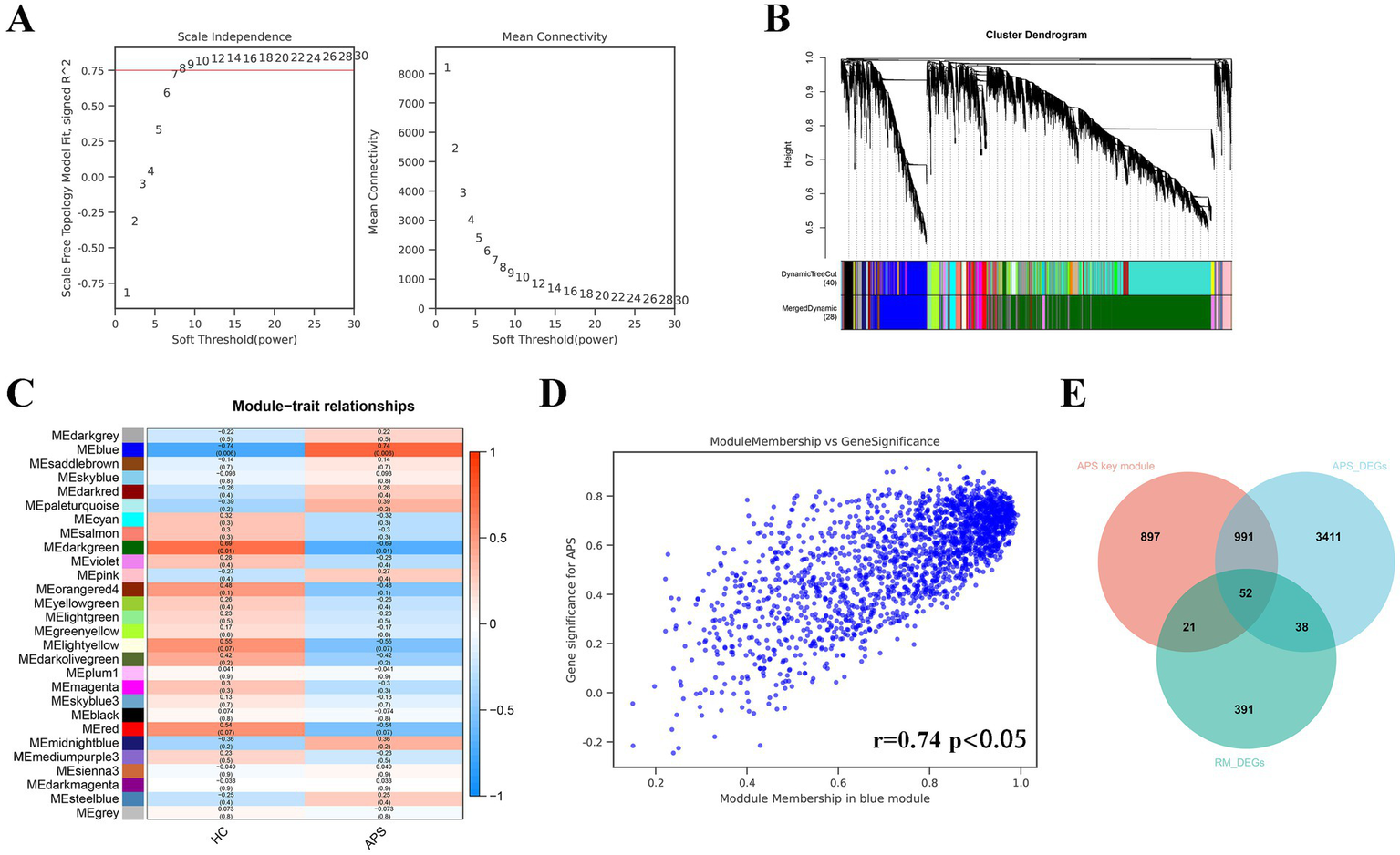 Five panels depicting various data analyses: A) Two line graphs showing scale independence and mean connectivity as functions of the soft threshold power.B) Cluster dendrogram illustrating hierarchical clustering of data with associated colored band annotation.C) Heatmap displaying module-trait relationships with color gradation from red to blue, indicating strength of correlation.D) Scatter plot showing relationship between module membership and gene significance, with a correlation coefficient of r=0.74 and p<0.05.E) Venn diagram comparing three sets: APS key module, APS_DEGs, and RM_DEGs, highlighting their intersections.