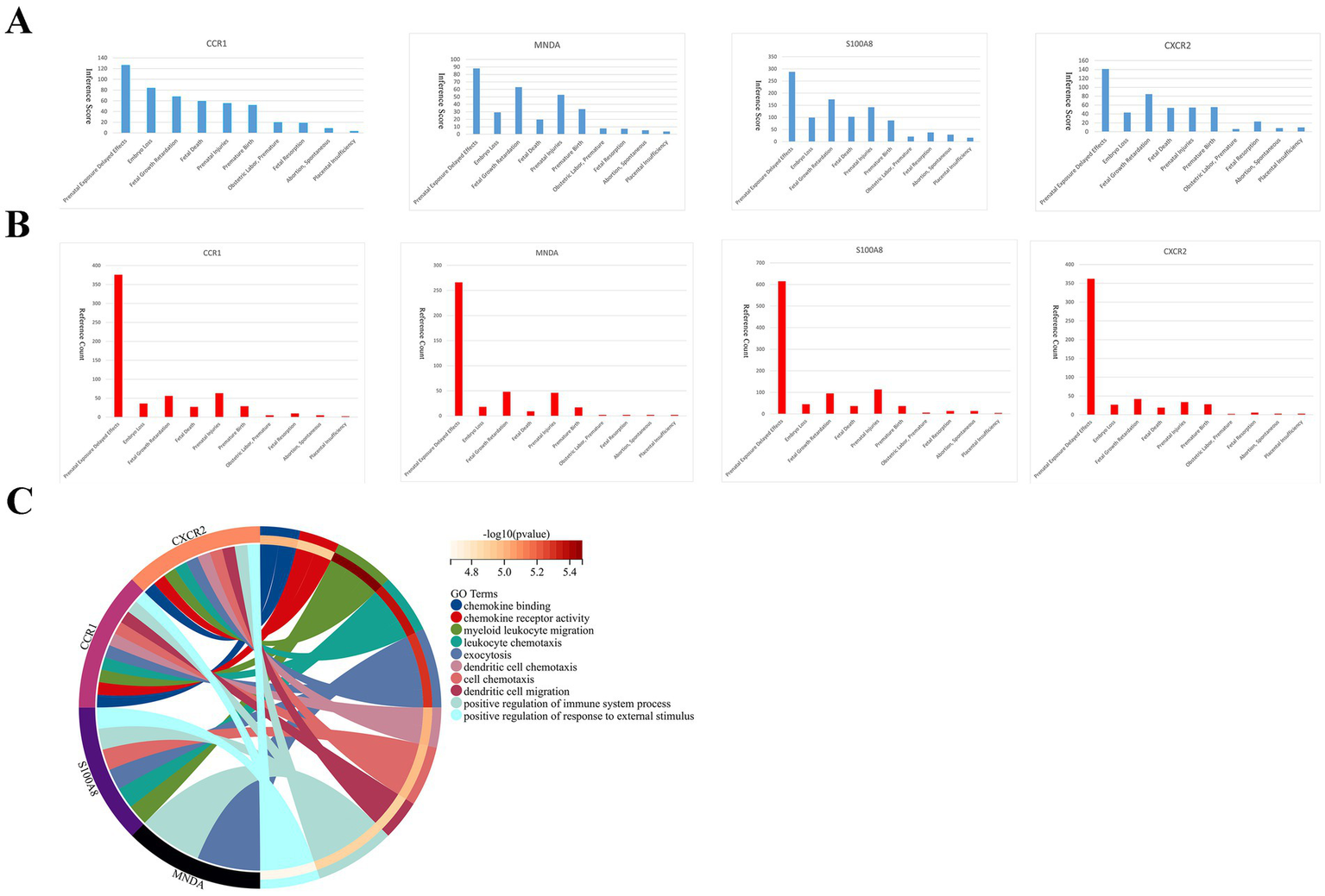 Panel A shows four bar graphs depicting reference scores of CCR1, MNDA, S100A8, and CXCR2 genes across various biological processes. Panel B displays corresponding bar graphs indicating the number of reference genes involved. Panel C presents a chord diagram linking gene symbols CCR1, MNDA, S100A8, and CXCR2 to gene ontology terms like chemokine binding and leukocyte chemotaxis, with a color gradient representing p-value significance.