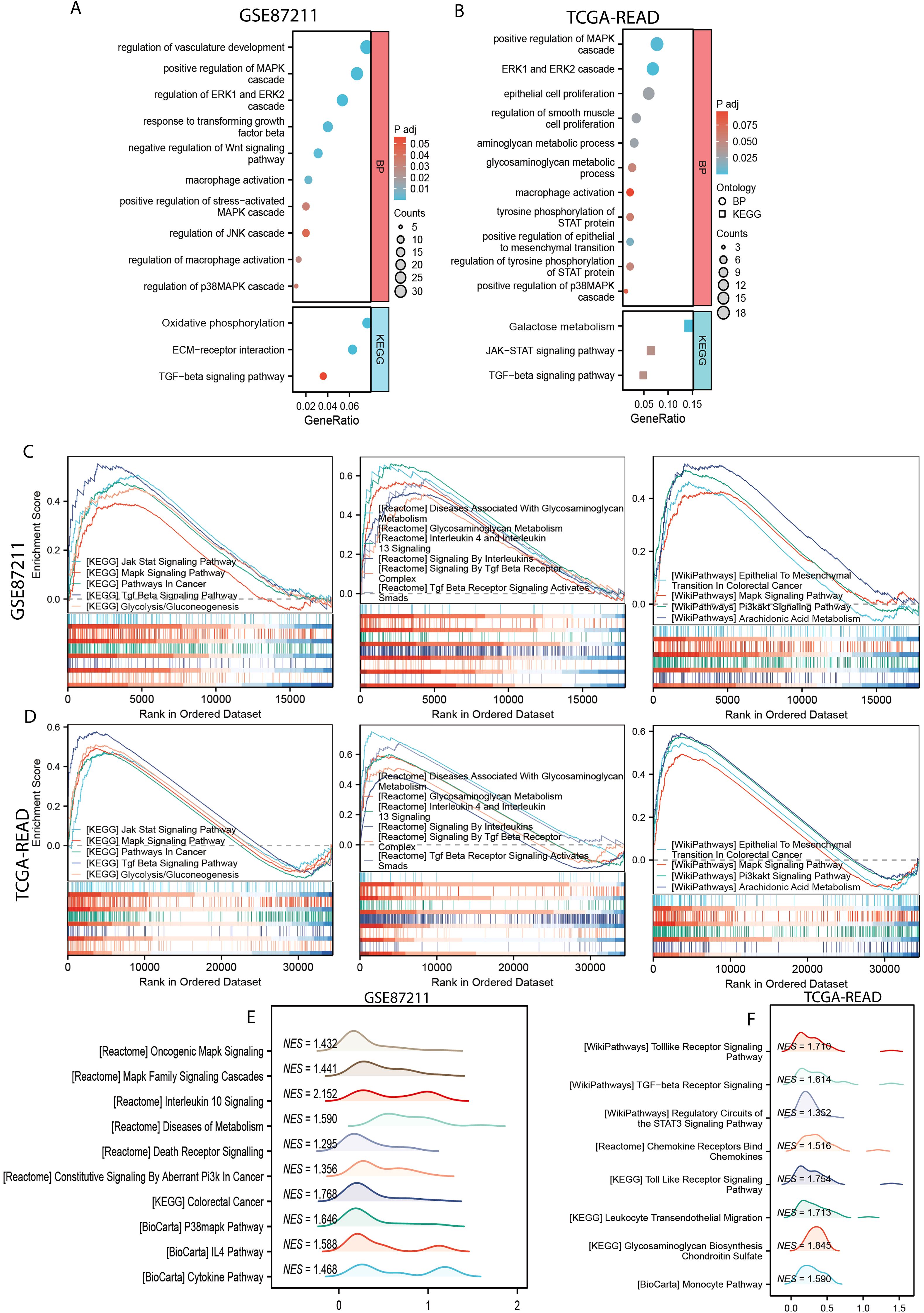 Graphic depicting gene set enrichment analysis across different datasets. Panel A and B show bar plots of enriched biological processes and KEGG pathways, indicating gene ratios and adjusted p-values. Panel C and D present line graphs of enrichment scores for GSE87211 and TCGA-READ datasets, with pathways labeled. Panel E and F display ridge plots for pathways with NES values, showcasing significant signaling pathways in each dataset.