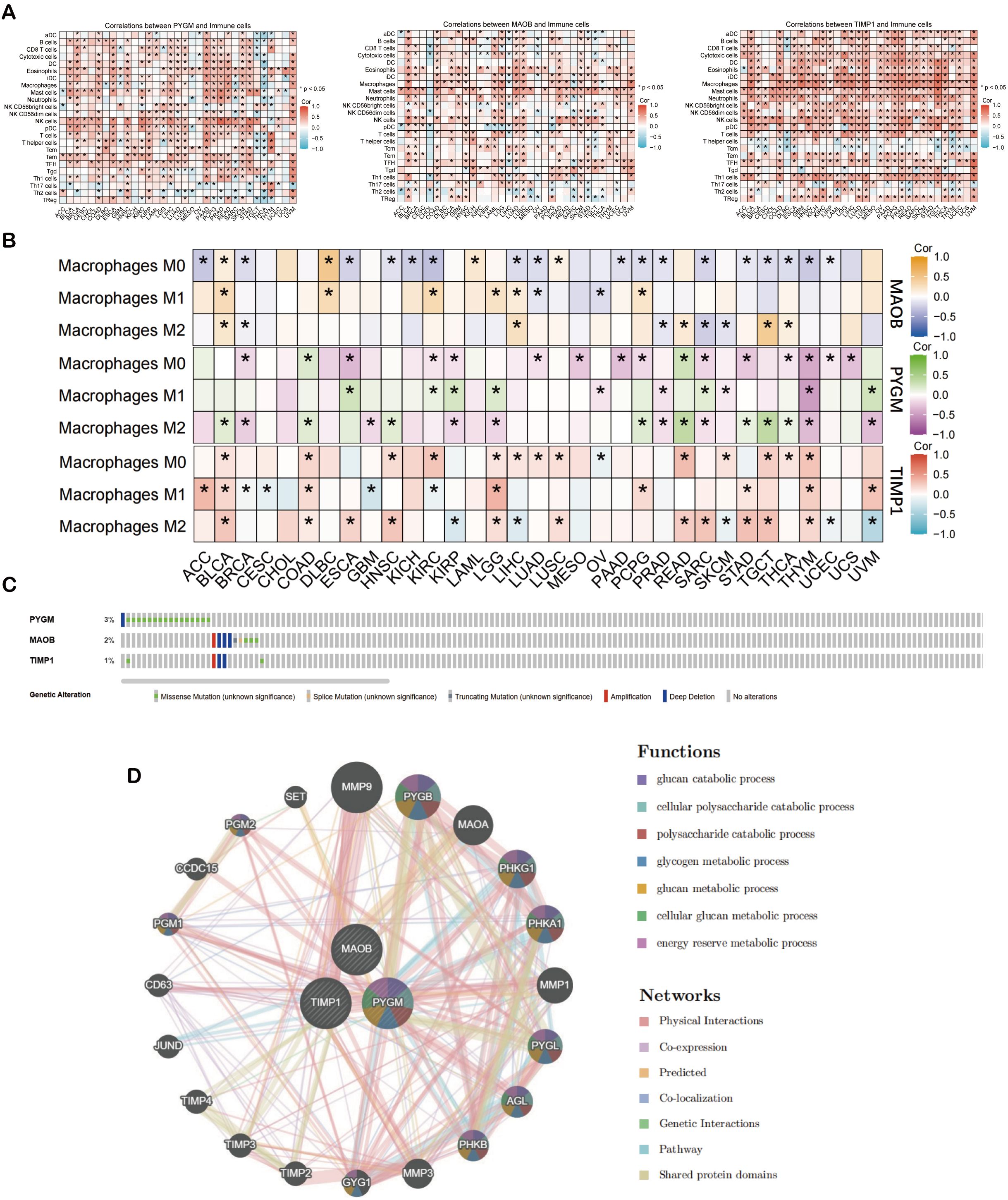 Four-part figure showing data visualizations related to macrophage correlations, genetic alterations, and protein networks. A: Correlation heatmaps between PYGM, MAOB, TIMP1, and immune cells with varying correlation coefficients. B: Grid visualization of macrophage subtypes M0, M1, M2, with correlations for MAOB, PYGM, TIMP1, showing significant correlations marked by asterisks. C: Bar graph illustrating genetic alterations for PYGM, MAOB, TIMP1, with color-coded mutation types. D: Network diagram showing interactions and functions among proteins like PYGM, MAOB, TIMP1; color-coded by process and network type, including catabolic processes and physical interactions.