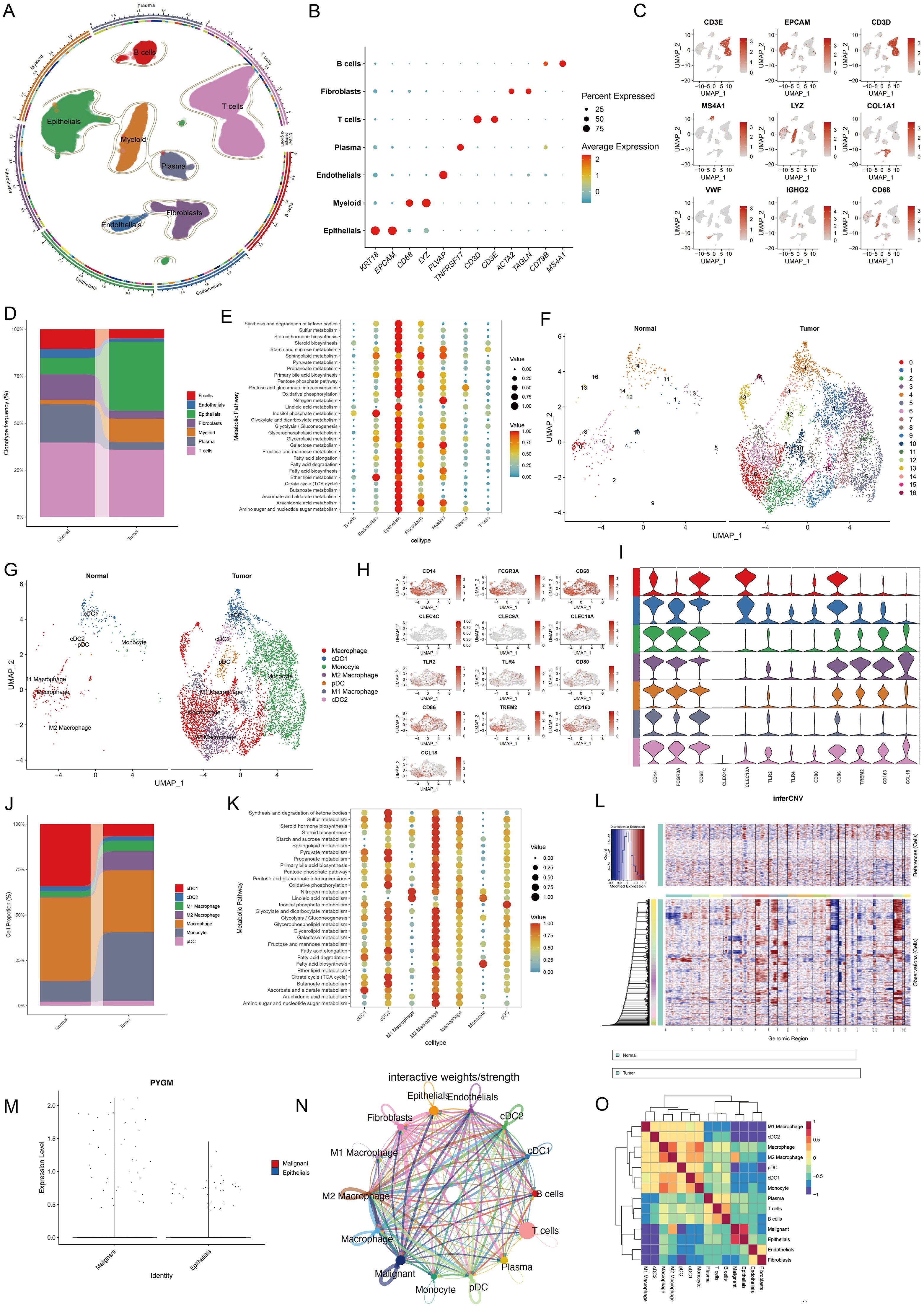 A series of complex biological data visualizations showing different analyses of cell types and gene expressions. Panels include circular diagrams, UMAP plots, bar graphs, and heatmaps. Each panel represents various aspects of cellular compositions, marker genes, and interactions among different cell types, such as B cells, T cells, fibroblasts, and macrophages, in normal and tumor samples. Data are presented through bubble plots, violin plots, and correlation matrices, illustrating expression levels, interactions, and frequency percentages across different conditions. The image is an integrative representation of multidimensional biological data.