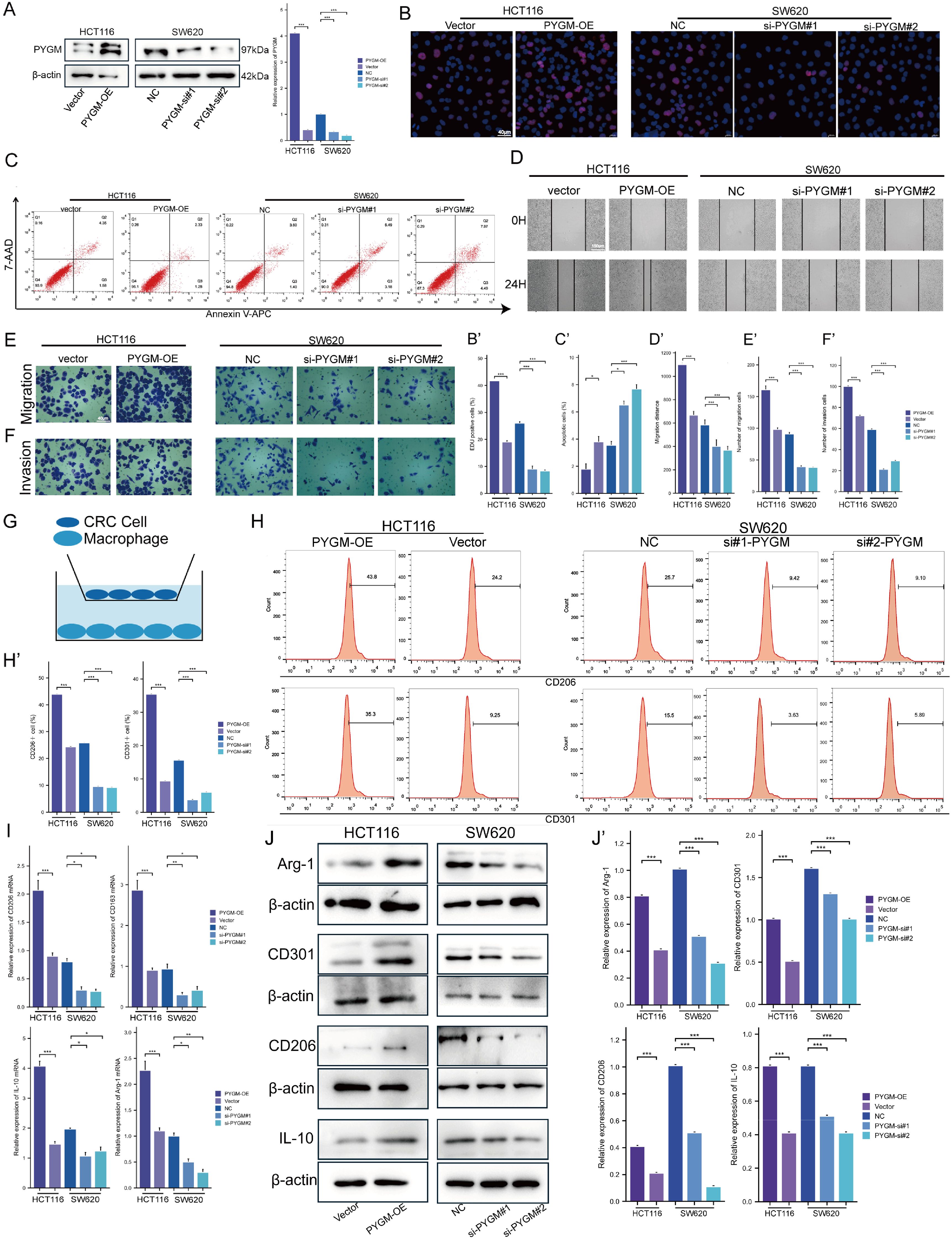 Scientific illustration showing multiple panels of experimental data related to CRC cell and macrophage interaction. Panel A displays Western blot results for PYGM and β-actin in HCT116 and SW620 cells. Panel B shows fluorescence microscopy images with labeled cells. Panel C presents flow cytometry data on cell apoptosis. Panel D depicts scratch assay images at 0 and 24 hours. Panel E compares cell migration and invasion. Panel G illustrates a schematic of CRC cell and macrophage interaction. Panels H, I, and J show graphs and Western blot data for protein expression, with statistical significance indicated.