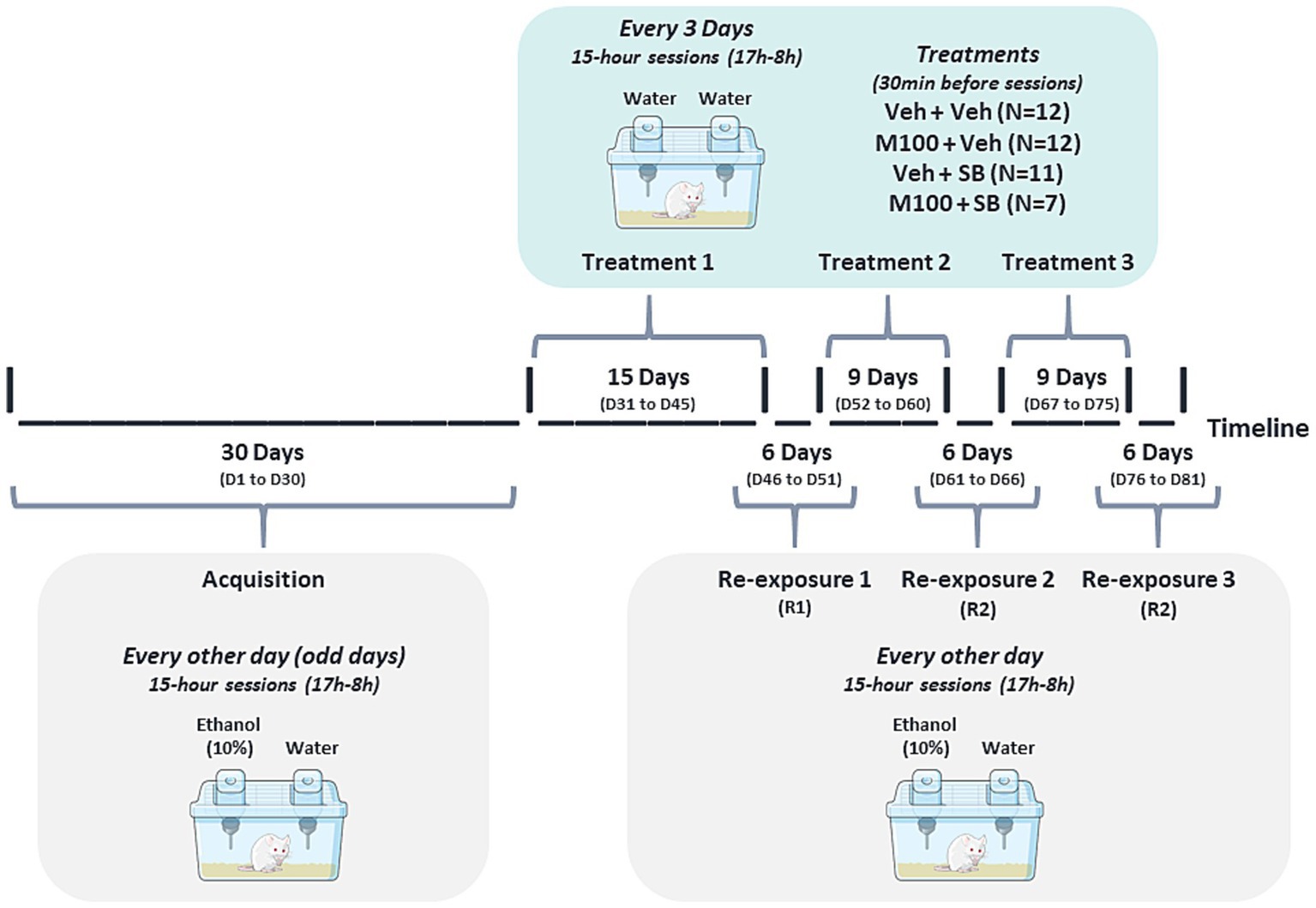 Timeline of an experiment involving mice shows a 30-day acquisition phase followed by three treatment phases: Treatment 1 (days 31-45), Treatment 2 (days 52-60), and Treatment 3 (days 67-75). Each treatment involves re-exposure sessions every other day with 15-hour sessions. Re-exposures occur on days 46-51, 61-66, and 76-81. Mice are exposed to ethanol (10%) and water, with different treatments applied 30 minutes before sessions, such as Veh + Veh, M100 + Veh, Veh + SB, and M100 + SB.