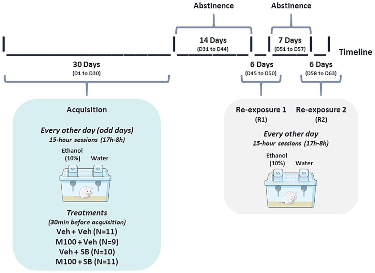 Timeline diagram depicting an experiment with mice involving ethanol exposure and abstinence periods. The acquisition phase lasts 30 days with 15-hour sessions every other day, alternating ethanol and water. Mice treatments include Veh + Veh (N=11), M100 + Veh (N=9), Veh + SB (N=10), and M100 + SB (N=11). Following are 14, 6, and 7-day abstinence periods. Two re-exposure phases (R1 and R2) follow, each lasting 6 days with similar 15-hour sessions.