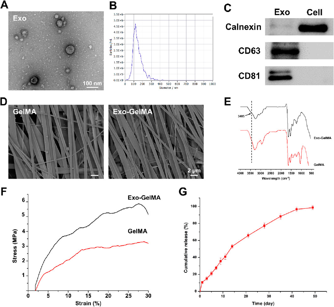 A panel of scientific images related to Exo and GelMA. (A) Electron microscopy shows Exo particles. (B) Graph displays Exo particle size distribution. (C) Western blot analysis for calnexin, CD63, and CD81 in Exo and cell samples. (D) SEM images compare GelMA and Exo-GelMA scaffolds. (E) FTIR spectra for GelMA and Exo-GelMA, highlighting distinct peaks. (F) Stress-strain curves compare mechanical properties of GelMA and Exo-GelMA. (G) Graph shows cumulative release percentage over time for the material.