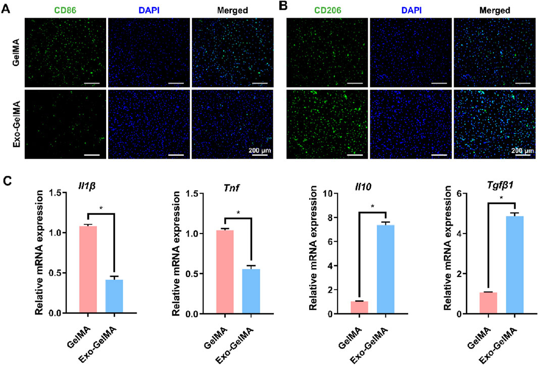 Fluorescence microscopy images and bar graphs comparing GeIMA and Exo-GeIMA. Panel A shows CD86 and DAPI staining in GeIMA and Exo-GeIMA, with merged images. Panel B shows CD206 and DAPI staining under the same conditions. Panel C consists of bar graphs showing relative mRNA expression of Il1β, Tnf, Il10, and Tgfβ1 between GeIMA and Exo-GeIMA treatments, with significant differences marked by asterisks. Scale bars represent 200 micrometers.