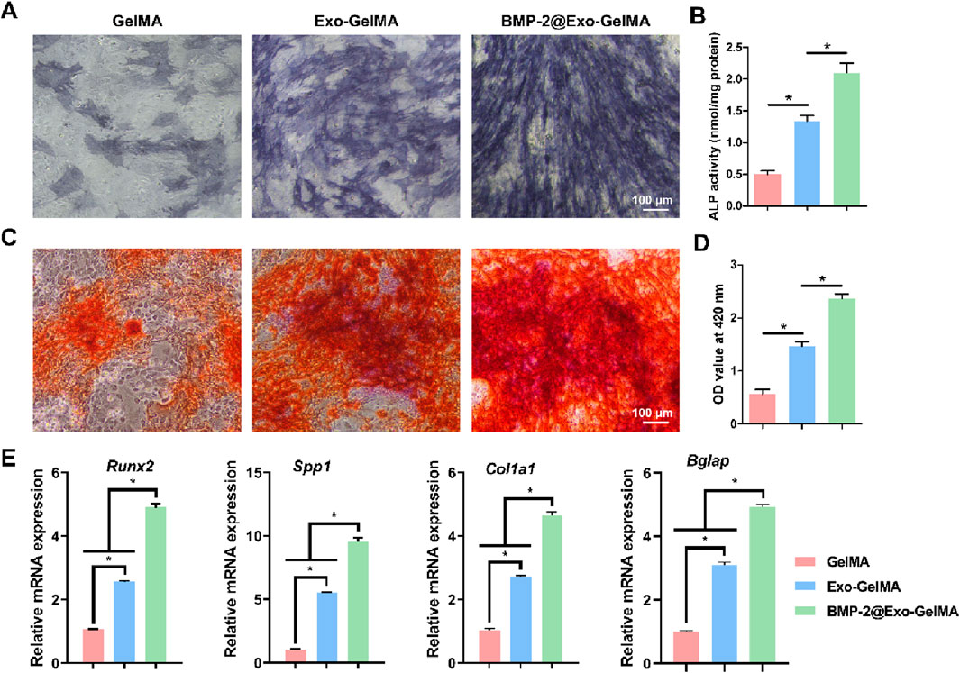 The image comprises several panels showing experimental results. Panel A displays microscopic images of GelMA, Exo-GelMA, and BMP-2@Exo-GelMA samples. Panel B presents a bar graph comparing ALP activity levels across the three groups, with statistically significant differences marked. Panel C shows microscopic images of the samples stained red, indicating an increase in mineralization. Panel D features a bar graph of OD values at 420 nm, illustrating significant differences between groups. Panel E contains bar graphs of mRNA expression levels for Runx2, Spp1, Col1a1, and Bglap across the different sample groups, again highlighting significant differences.