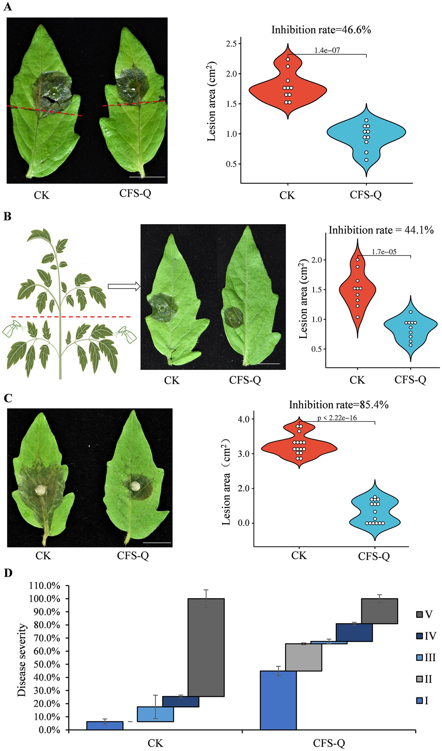 Graphs and images depicting the effects of treatments CK and CFS-Q on plant leaves. Panel A shows two affected leaves and a graph with an inhibition rate of 46.6%. Panel B includes a schematic of plant treatment and leaves with an inhibition rate of 44.1%. Panel C displays more leaves and a graph with an 85.4% inhibition rate. Panel D presents a bar graph comparing disease severity across treatment types, with CK and CFS-Q levels denoted from I to V.