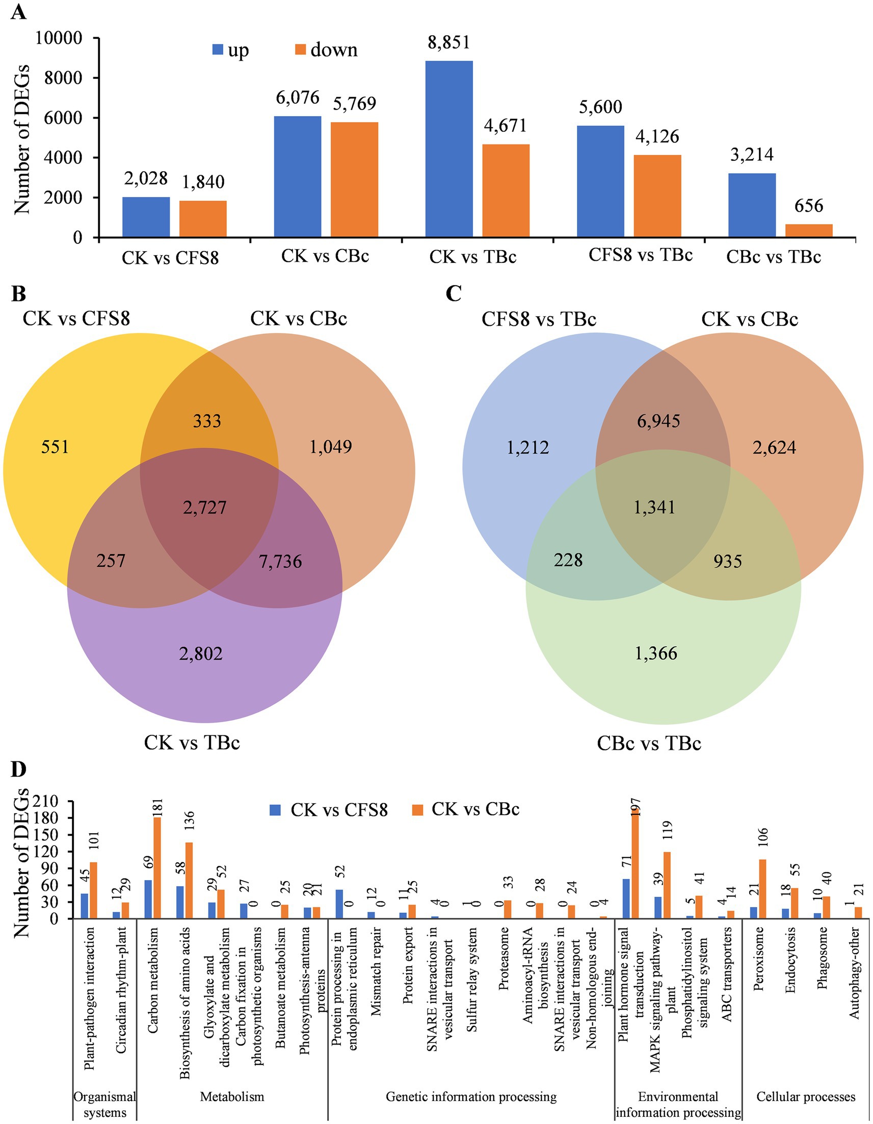 Bar chart, Venn diagrams, and bar graph analyze DEGs across several comparisons: CK vs CFS8, CK vs CBc, CK vs TBc, CFS8 vs TBc, and CBc vs TBc. (A) Bar chart shows the number of upregulated and downregulated DEGs. (B) and (C) Venn diagrams represent shared and unique DEGs in different comparisons. (D) Bar graph categorizes DEGs into functional classifications like metabolism and cellular processes.