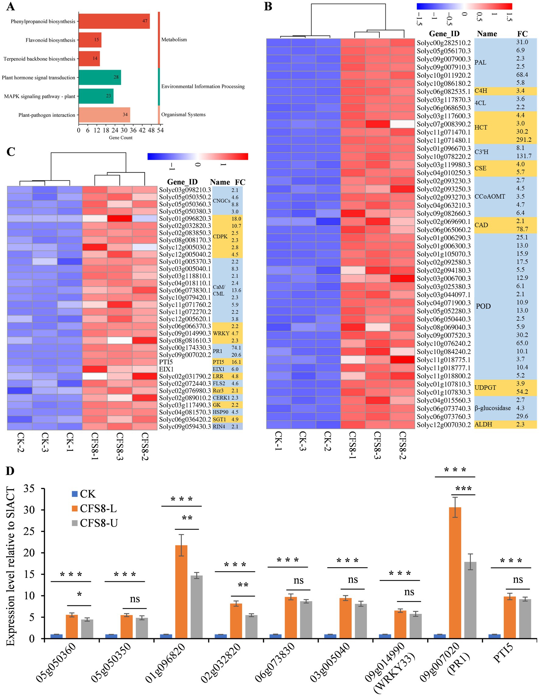 Grouped data visualization with four sections:A: Bar chart of gene counts across various biosynthesis pathways, categorized into Metabolism, Environmental Information Processing, and Organismal Systems.B and C: Heatmaps display gene expression levels, with red indicating high expression and blue low expression. Labels include Gene ID, Name, and Fold Change (FC).D: Bar graph comparing gene expression levels relative to SlACT for CK, CFS8-L, and CFS8-U conditions, with significance marked by asterisks.