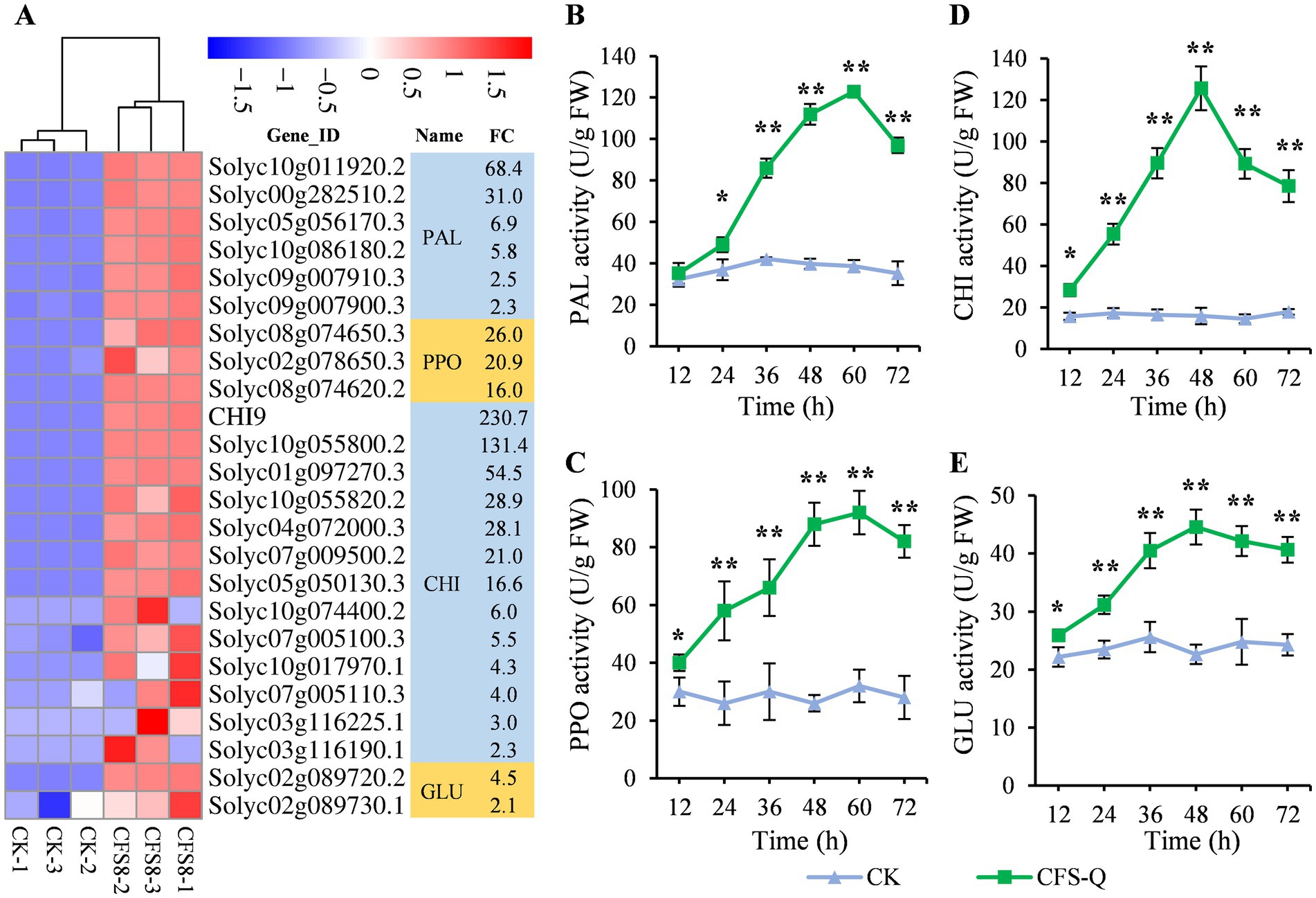 Cluster heatmap and line graphs showing gene expression and enzyme activity. A) Heatmap with gene IDs and fold change values for PAL, PPO, CHI, GLU genes. B-E) Line graphs display enzyme activities (PAL, PPO, CHI, GLU) over time (12-72 hours) for CK and CFS-Q treatments. CFS-Q shows higher activity compared to CK, with significance marked by asterisks.
