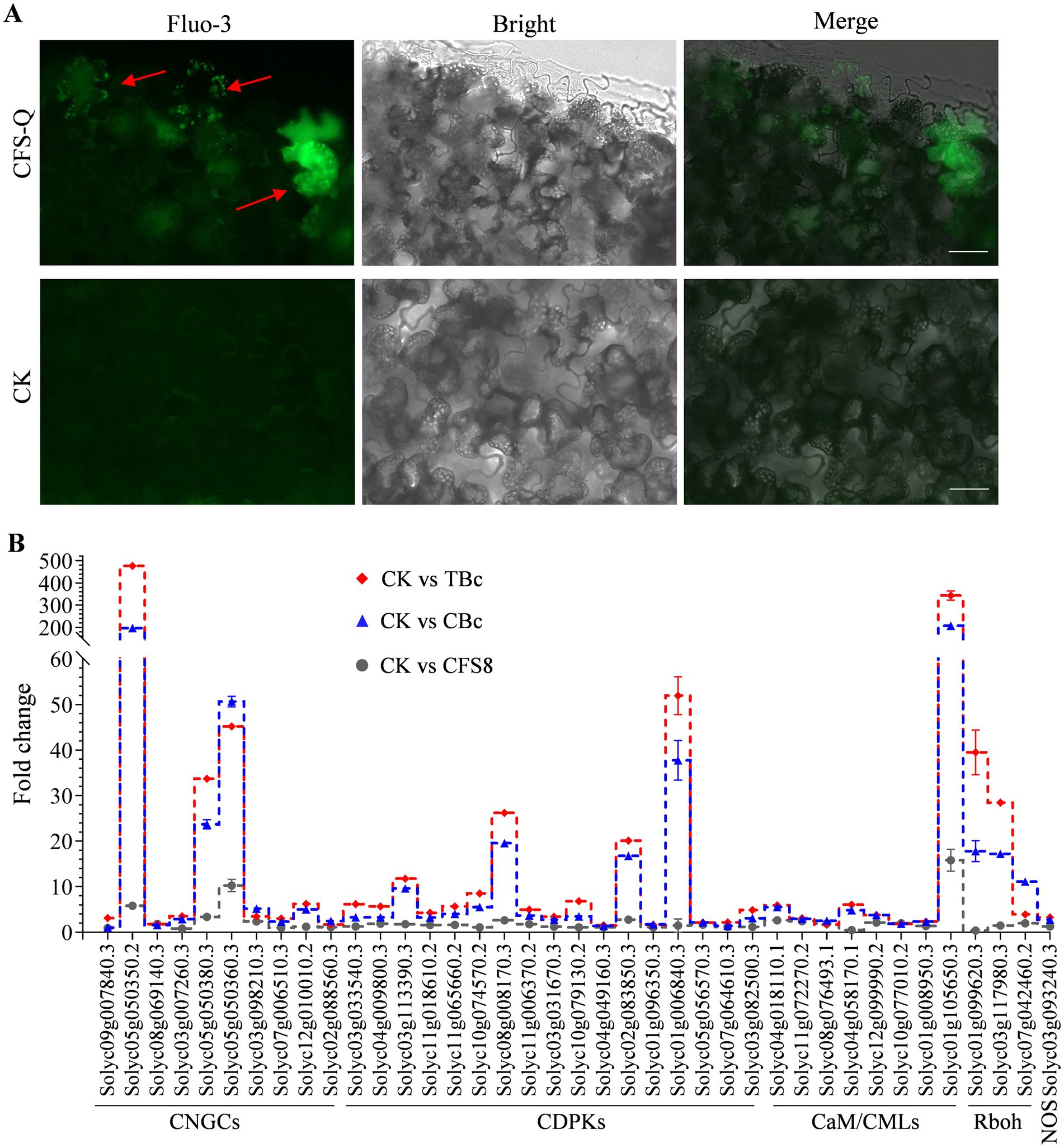 Panel A displays fluorescence microscopy images. The top row shows CFS-Q treatment with Fluo-3, bright field, and merged images, highlighting green fluorescence areas with red arrows. The bottom row shows CK treatment with minimal fluorescence. Panel B is a bar chart showing fold change expression levels of various genes, comparing CK to TBc, CBc, and CFS8, with red, blue, and gray markers respectively. Significant variations are observed in certain gene expressions.