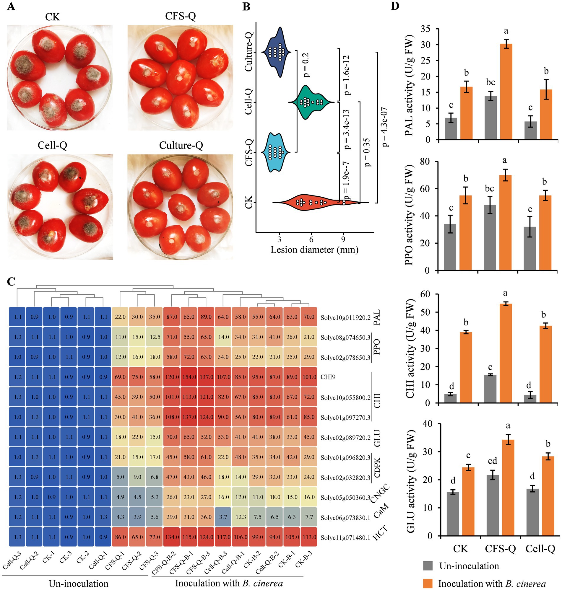 Four-panel figure examining the effects of different treatments on tomato samples. Panel A shows tomatoes with varying lesion appearances in four treatments: CK, CFS-Q, Cell-Q, and Culture-Q. Panel B features a violin plot comparing lesion diameters under different treatments. Panel C includes a heat map displaying gene expression across samples with and without B. cinerea inoculation. Panel D presents bar graphs illustrating enzyme activity levels for PAL, PPO, CHI, and GLU under various treatments, highlighting statistical significance with letters.