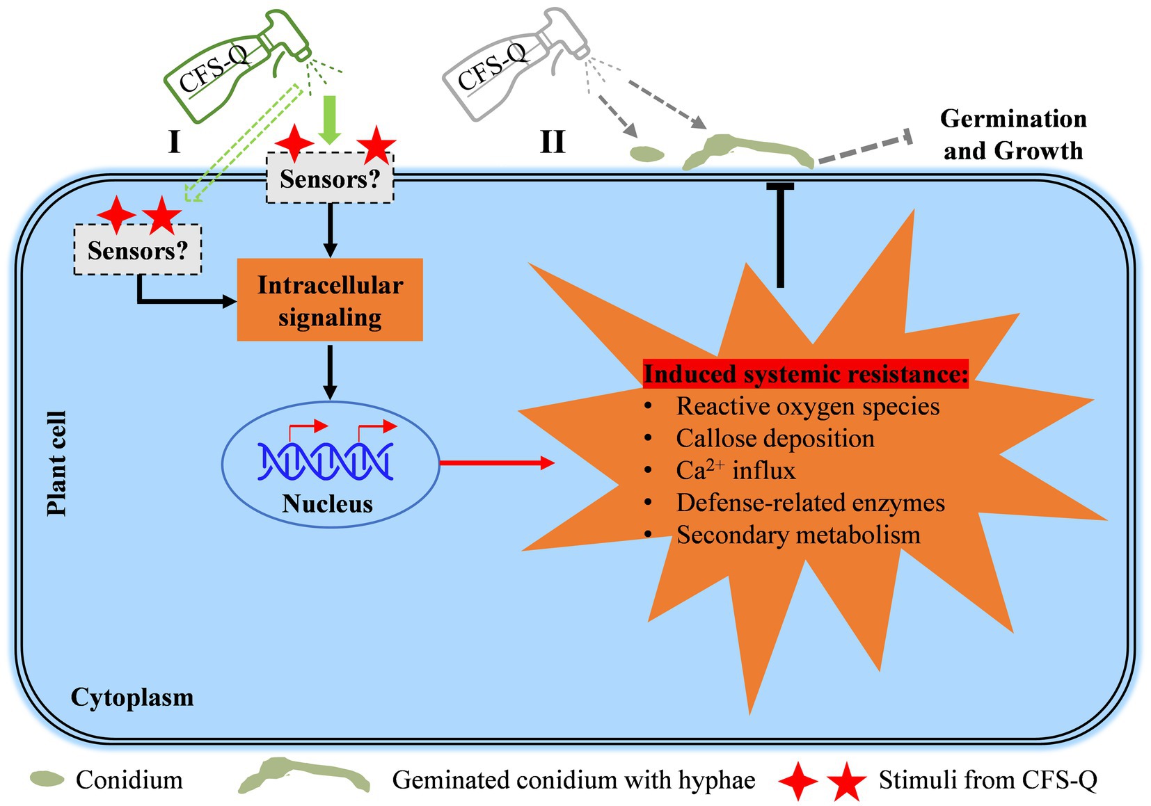 Diagram showing how CFS-Q influences plant cell defense mechanisms. Two pathways are illustrated: I involves sensors detecting CFS-Q, leading to intracellular signaling and activation of genes in the nucleus, resulting in induced systemic resistance. This includes reactive oxygen species production, callose deposition, calcium ion influx, defense-related enzyme activity, and secondary metabolism. Pathway II shows conidium germination and growth without intracellular signaling. Labeling highlights conidium, germinated conidium with hyphae, and stimuli from CFS-Q.