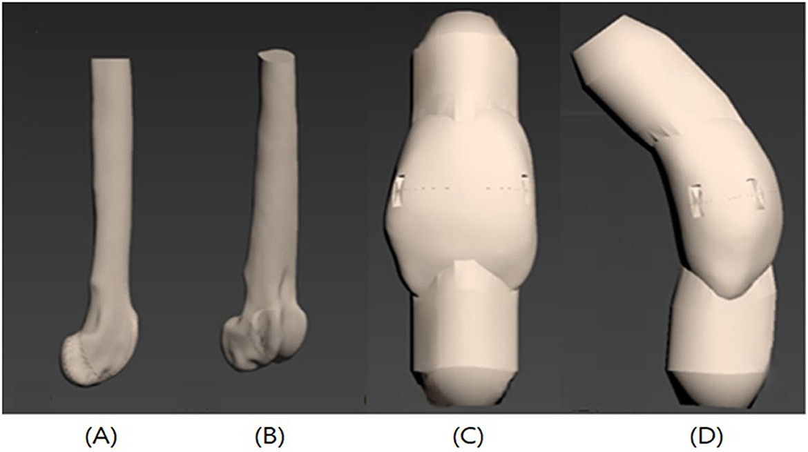 Four 3D models of bones: (A) and (B) depict elongated limb bones with end articulations. (C) and (D) show a modified 3D-printed canine patella used for the experiment. The patella was designed in two separate parts—proximal and distal—split at the midline. To allow insertion of fixation bolt-screws, artificial screw holes were added to the tendon attachment sites at each end of the separated parts.