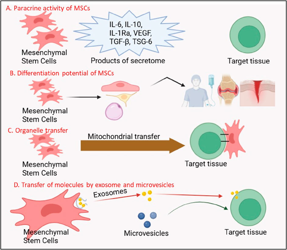 Diagram illustrating four functions of mesenchymal stem cells (MSCs): A. Paracrine activity, showing the release of factors like IL-6 and VEGF to target tissue. B. Differentiation potential, depicting MSCs evolving into specialized cells, aiding tissue repair. C. Organelle transfer, highlighting mitochondrial transfer to target cells. D. Transfer of molecules via exosomes and microvesicles to target tissue.