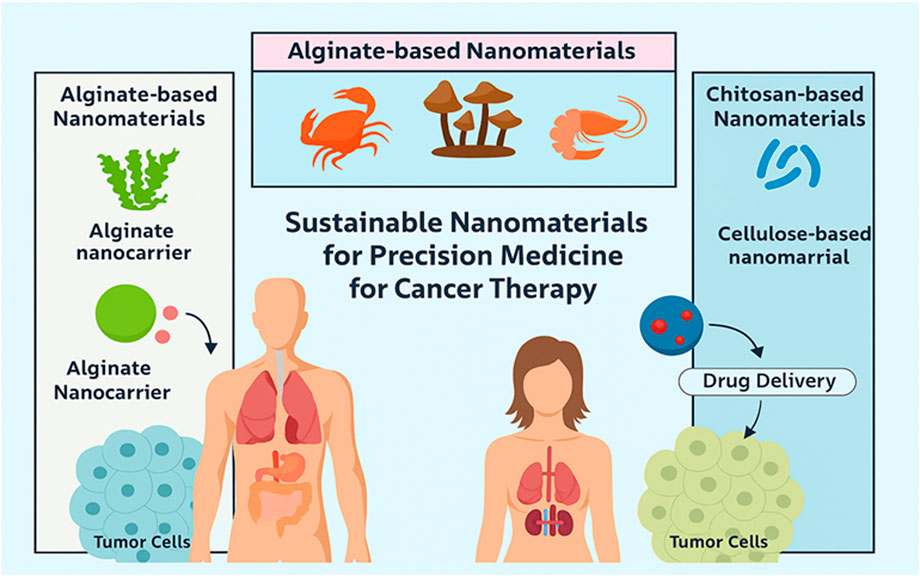 Graphic illustrating sustainable nanomaterials for precision medicine in cancer therapy. It depicts alginate-based nanomaterials on the left, showing analginate nanocarrier targeting tumor cells. On the right, chitosan and cellulose-based nanomaterials are shown, with drug delivery to tumor cells. Central figures highlight targeted organs.