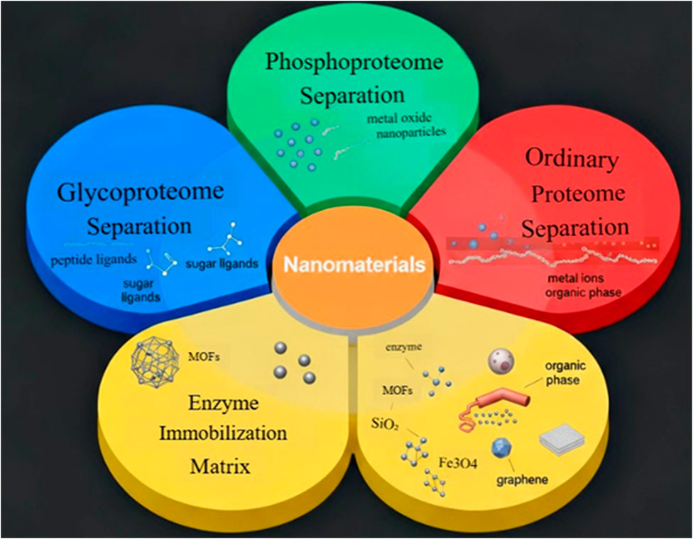 Diagram illustrating the role of nanomaterials in proteome separation and enzyme immobilization. Four petal sections show glycoproteome, phosphoproteome, ordinary proteome separation, and enzyme immobilization matrix. Elements like peptide ligands, metal oxide nanoparticles, and metal ions are depicted.