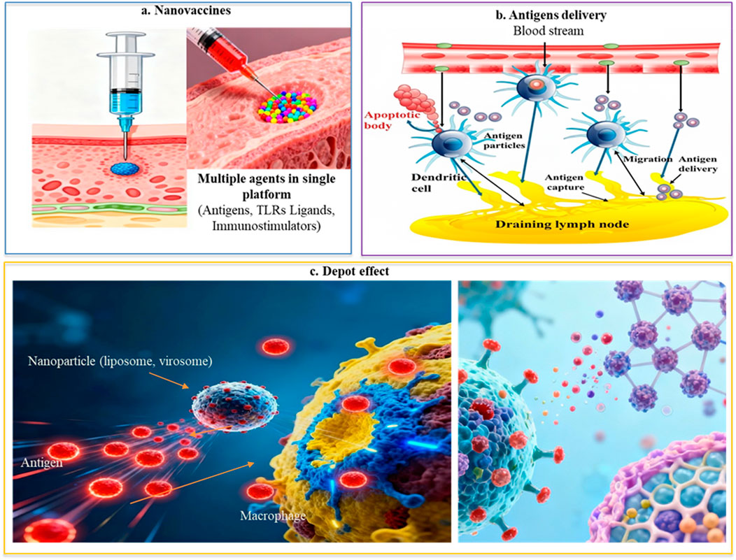 Diagram illustrating nanovaccine mechanisms. Panel a shows a syringe delivering multiple agents into tissue. Panel b depicts antigens in the bloodstream interacting with dendritic cells, leading to antigen capture and delivery to lymph nodes. Panel c presents a “depot effect” with nanoparticles carrying antigens towards a macrophage, emphasizing targeted delivery and immune response enhancement.