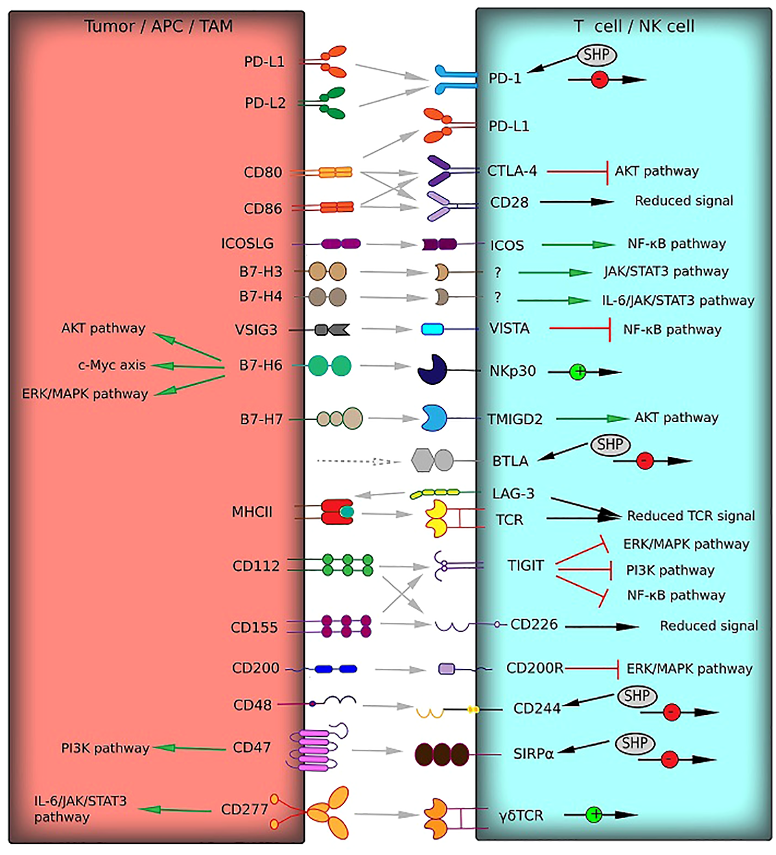Diagram illustrating interactions between tumor/APC/TAM cells and T/NK cells. The left panel shows ligands like PD-L1, PD-L2, and CD80 linked to pathways such as AKT, c-Myc, and ERK/MAPK. The right panel features receptors such as PD-1, CTLA-4, and CD28, along with pathways like NF-kB and JAK/STAT3. Arrows indicate signaling pathways or interactions, with several inhibitory and activating signals shown.
