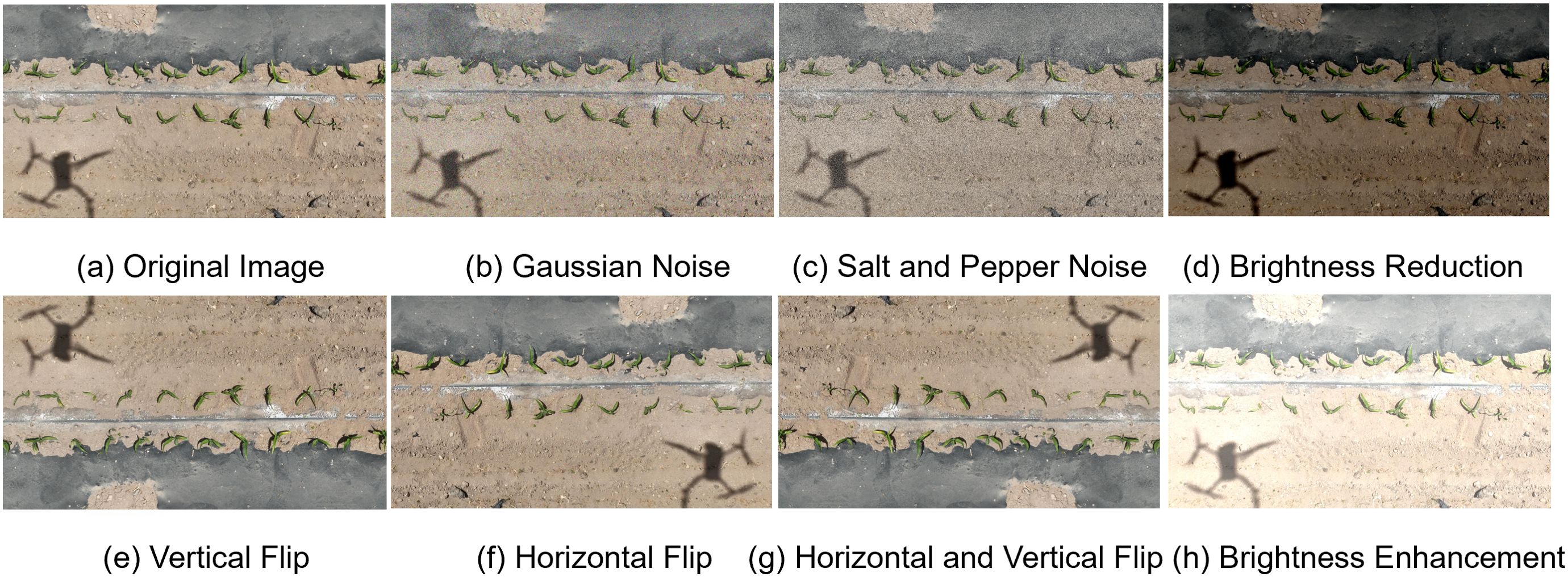 A series of eight aerial images depicting different image processing techniques. (a) Original image shows a drone shadow on sandy soil with sparse vegetation. (b) Gaussian noise adds random grainy texture. (c) Salt and pepper noise creates scattered black and white pixels. (d) Brightness reduction darkens the scene. (e) Vertical flip inverts the image top to bottom. (f) Horizontal flip mirrors the image left to right. (g) Horizontal and vertical flip completely inverts the image. (h) Brightness enhancement increases the overall lightness, enhancing visibility.