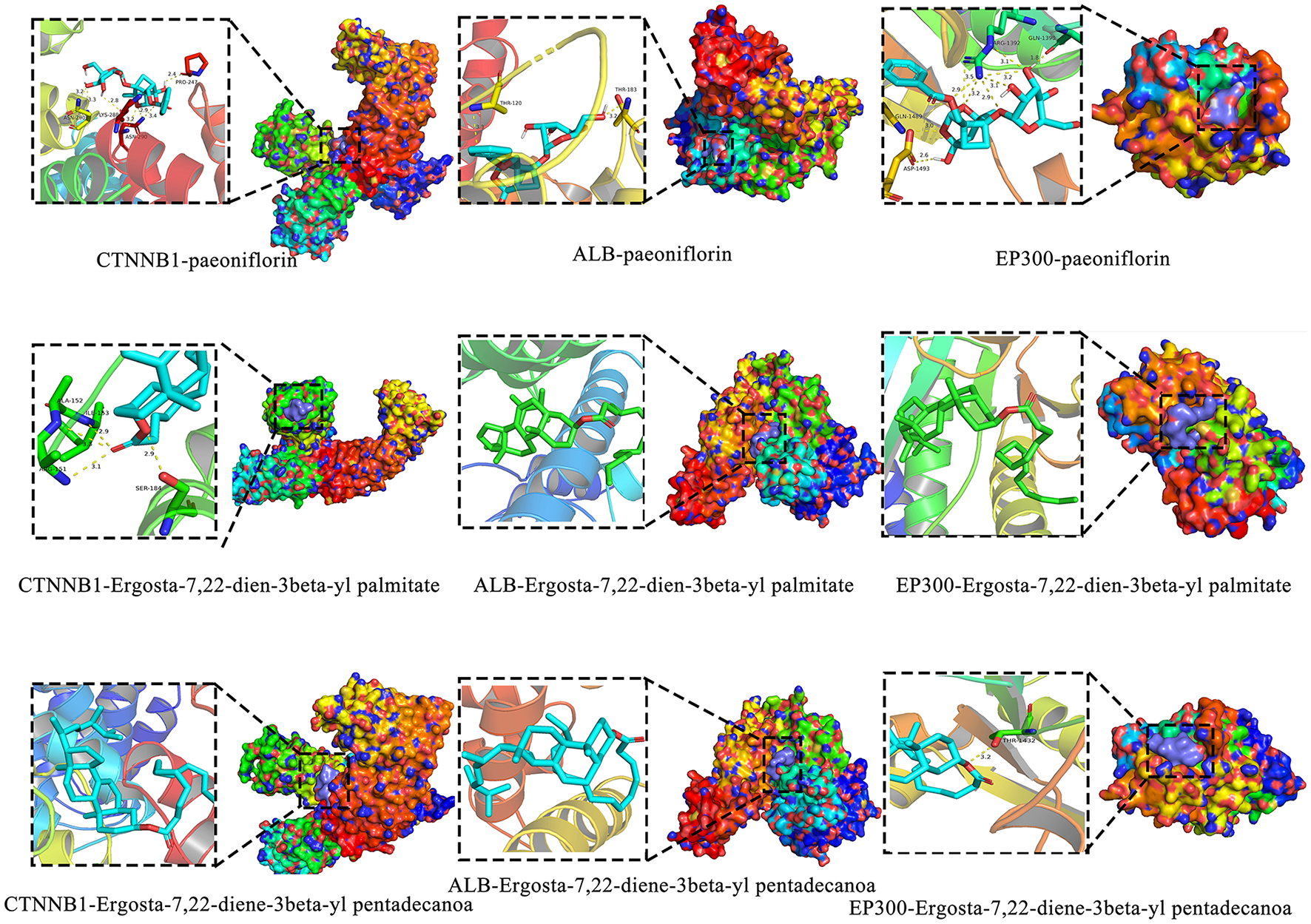 Molecular docking models showing interactions between CTNNB1, ALB, and EP300 proteins with compounds paeoniflorin, ergosta-7,22-dien-3beta-yl palmitate, and ergosta-7,22-diene-3beta-yl pentadecanoa. Colorful surface models depict the complex structures with magnified views highlighting binding sites and interactions. Each panel corresponds to a specific protein-compound pair, illustrating different conformations and binding affinities.