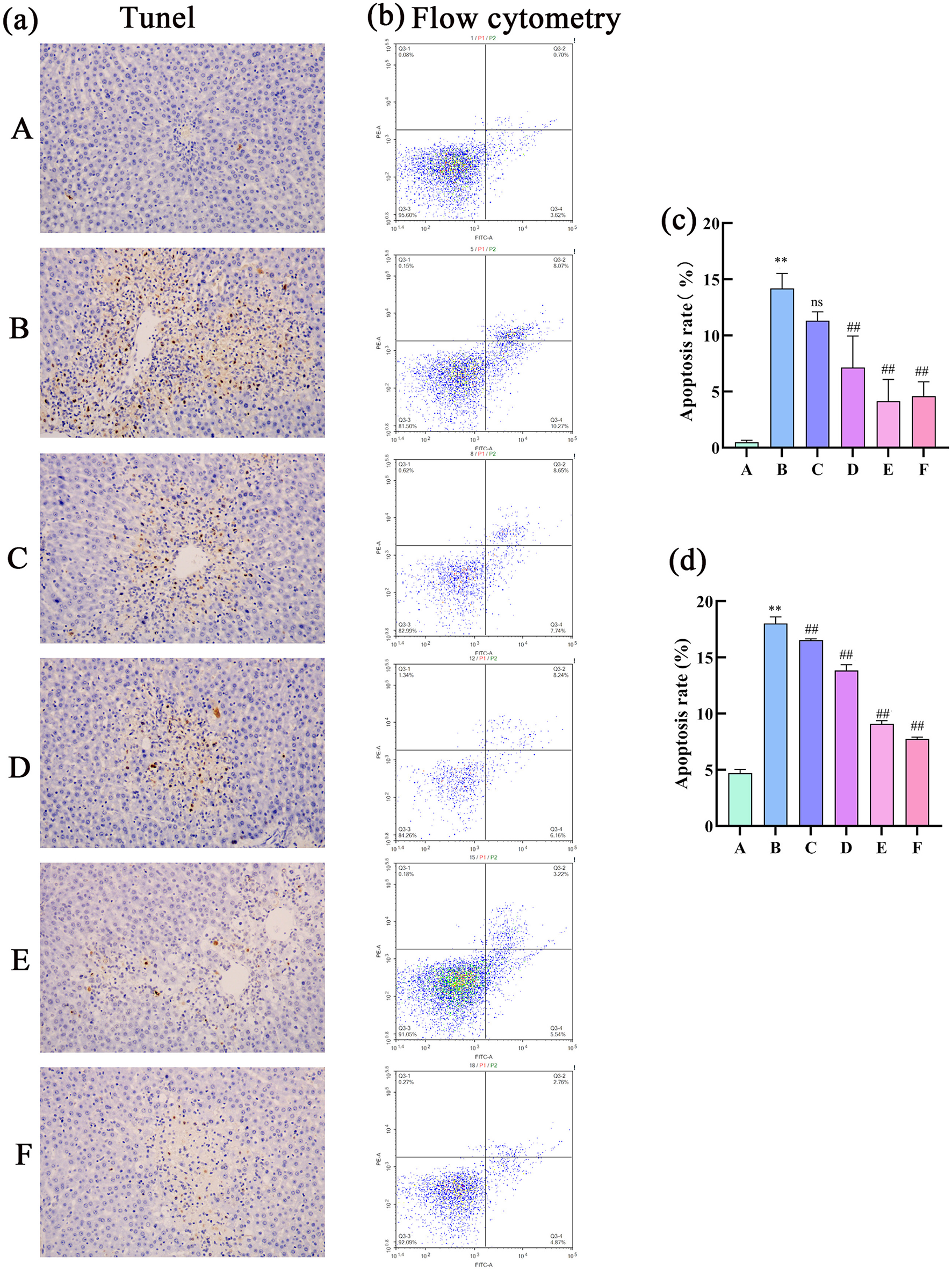 TUNEL staining images (a) show tissue labeled from A to F, indicating apoptosis. Flow cytometry plots (b) correspond to each labeled section, visualizing cell distributions. Bar graphs (c) and (d) quantify apoptosis rates for samples A to F. Sample B shows the highest apoptosis rate, with significant differences marked by asterisks and hashes.