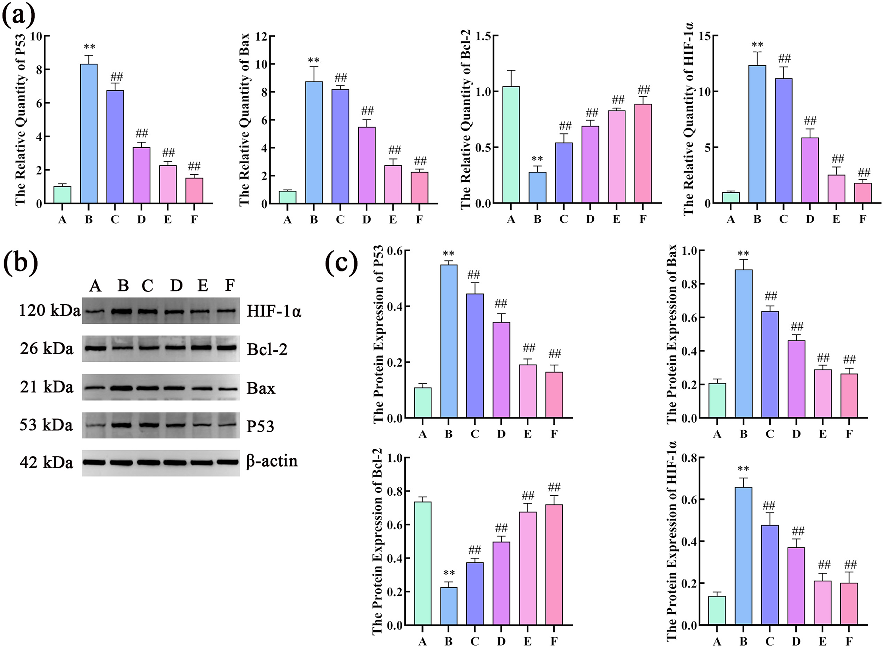 Three panels show protein analysis results. Panel (a) displays bar graphs of relative quantities of P53, Bax, Bcl-2, and HIF-1α across groups A to F, indicating significant changes. Panel (b) presents Western blot images with bands for HIF-1α, Bcl-2, Bax, P53, and β-actin corresponding to groups A to F. Panel (c) contains bar graphs of protein expression levels of P53, Bcl-2, Bax, and HIF-1α, showing notable expression variations across the groups.