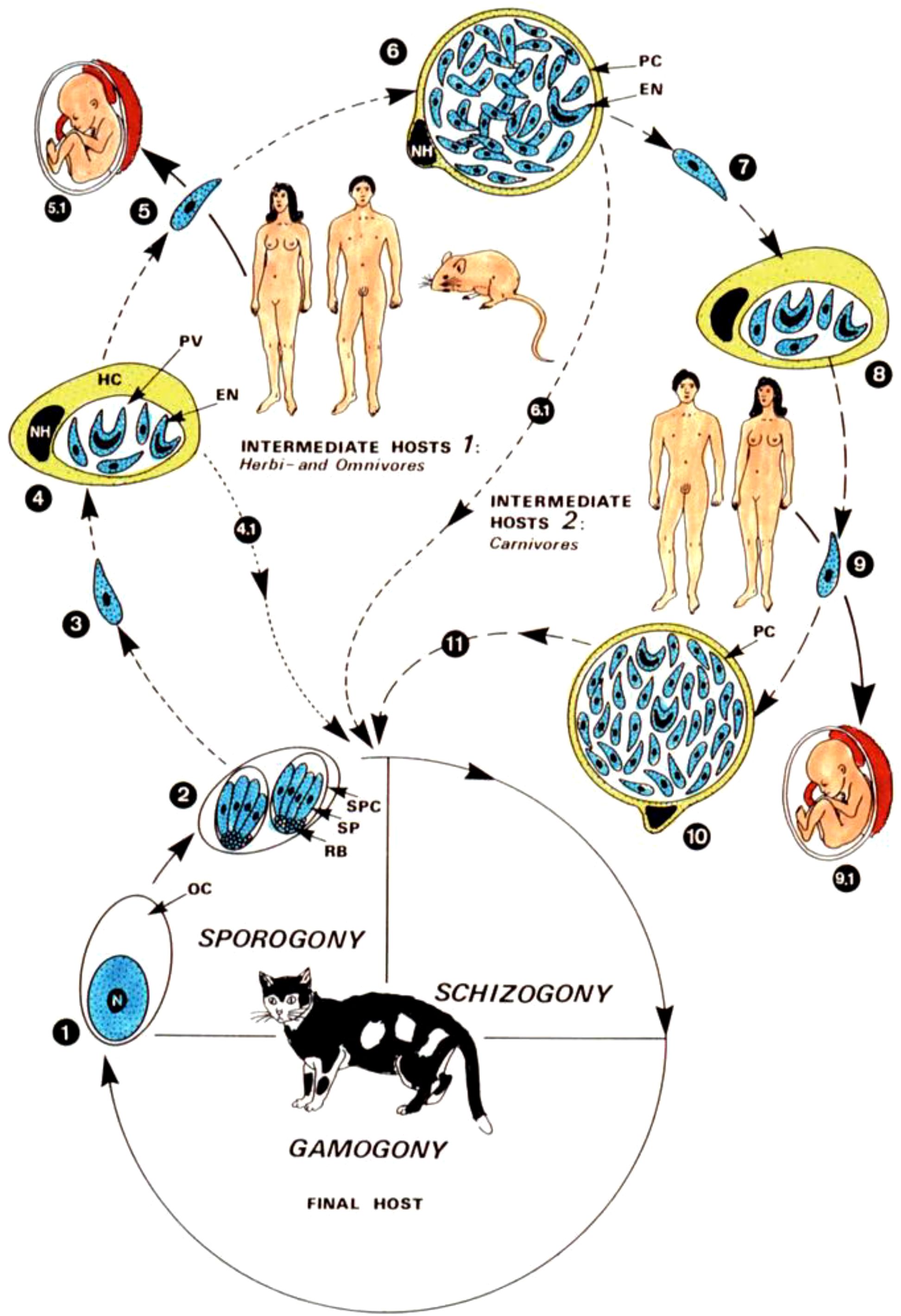 Lifecycle diagram of Toxoplasma gondii, detailing stages through intermediate hosts, including humans, and final host, a cat. The cycle shows gamogony, sporogony, and schizogony phases, with sporozoites, bradyzoites, and tachyzoites depicted. Arrows indicate progression between hosts and lifecycle stages.