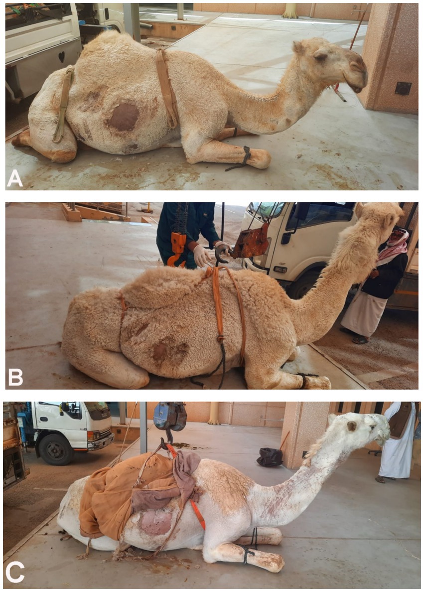 A series of three images labeled A, B, and C show camels lying on a concrete floor. Each camel is restrained with straps and positioned next to a truck. The camels have visible patches on their fur, possibly indicating medical or examination purposes. The setting appears to be a facility for handling or treating the animals.