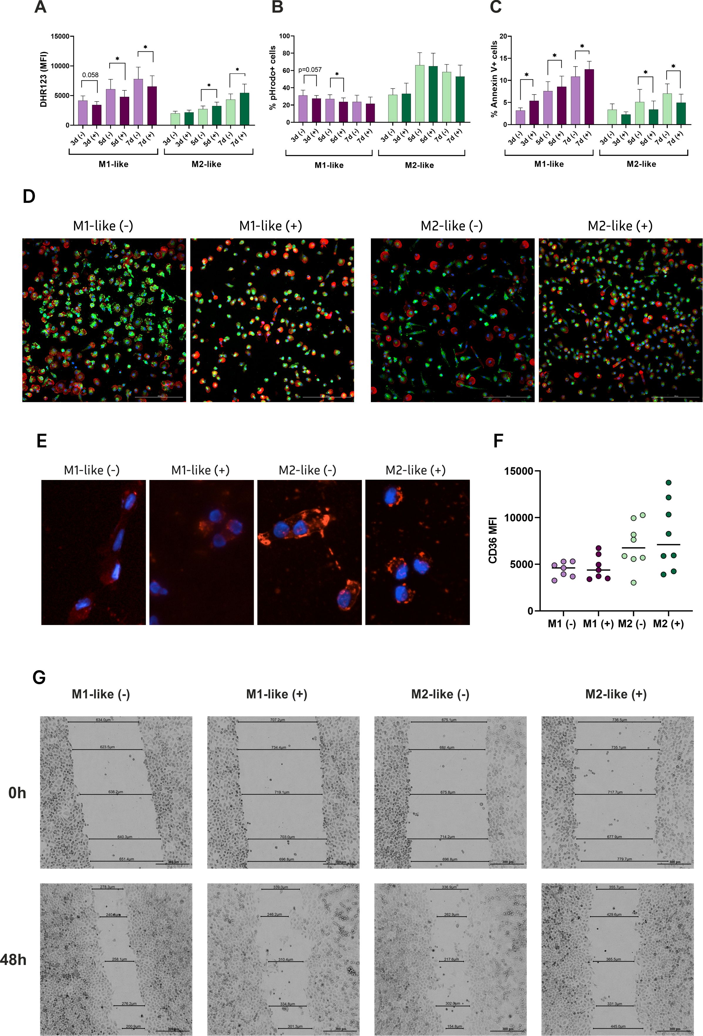 Graphs and images illustrate the effects of different macrophage types (M1-like and M2-like, with or without stimulation) on cellular responses. Panels A, B, and C show bar graphs of DHR123 MFI, phagocytosis, and Annexin V positive cells, respectively, with comparisons marked by asterisks. Panel D displays fluorescent microscopy images of cells. Panel E shows additional cell images with different stains. Panel F presents a scatter plot of CD36 MFI. Panel G consists of wound healing assay images at 0 and 48 hours under different treatments.