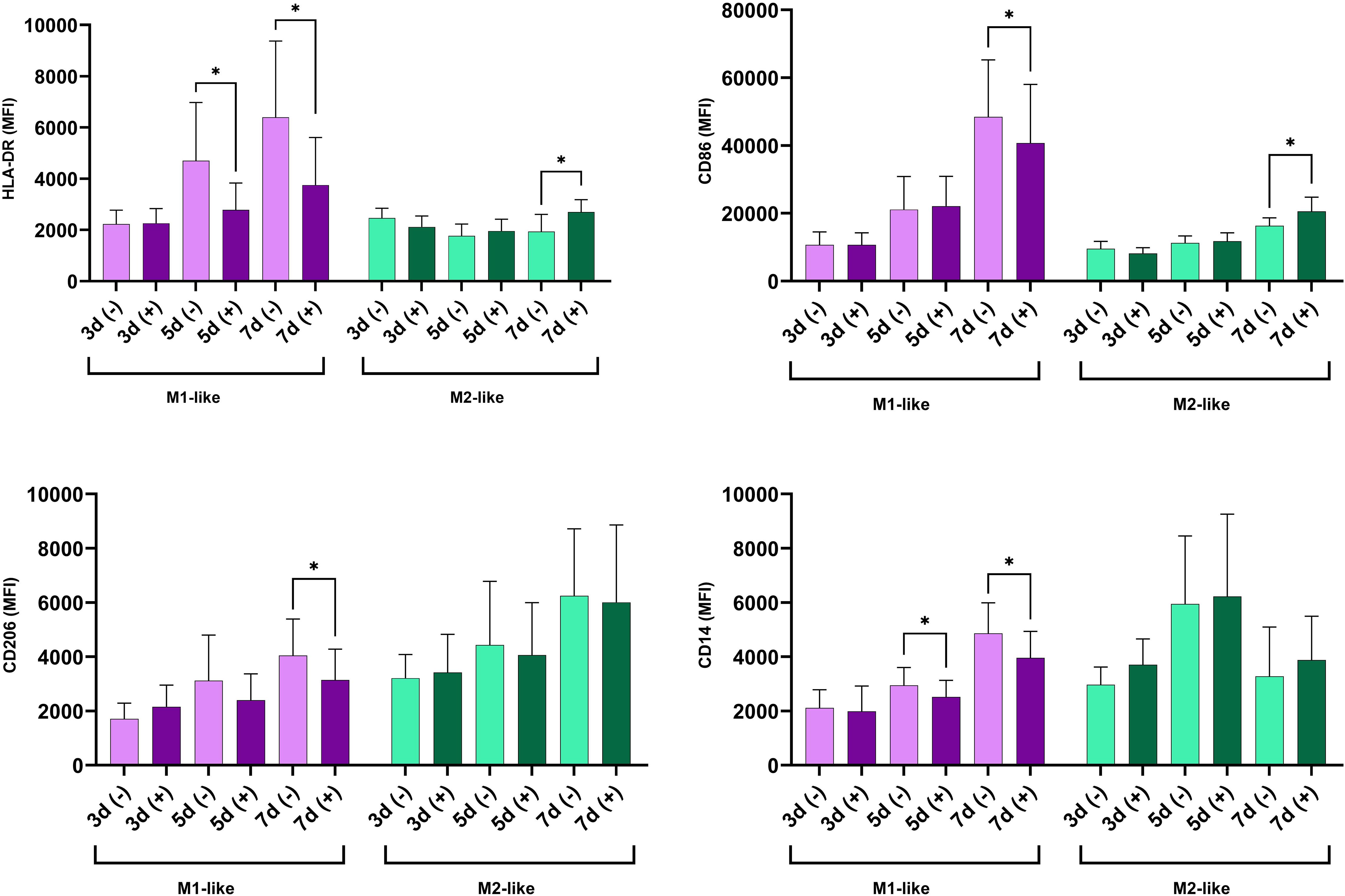 Four bar charts show the mean fluorescence intensity (MFI) of markers HLA-DR, CD86, CD206, and CD14 in M1-like and M2-like conditions over different time points. Significant differences are marked with asterisks.