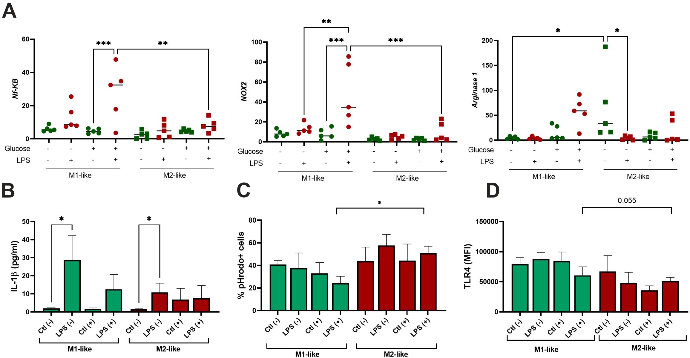 Chart illustrating the effect of glucose and LPS on various markers in M1-like and M2-like environments. Panel A shows scatter plots for NF-κB, NOX2, and Arginase 1 expression levels with significant differences indicated by asterisks. Panel B displays IL-1β levels as bar graphs, highlighting significant differences. Panel C presents the percentage of pHrodo-positive cells. Panel D shows TLR4 mean fluorescence intensity, with a noted p-value of 0.055.