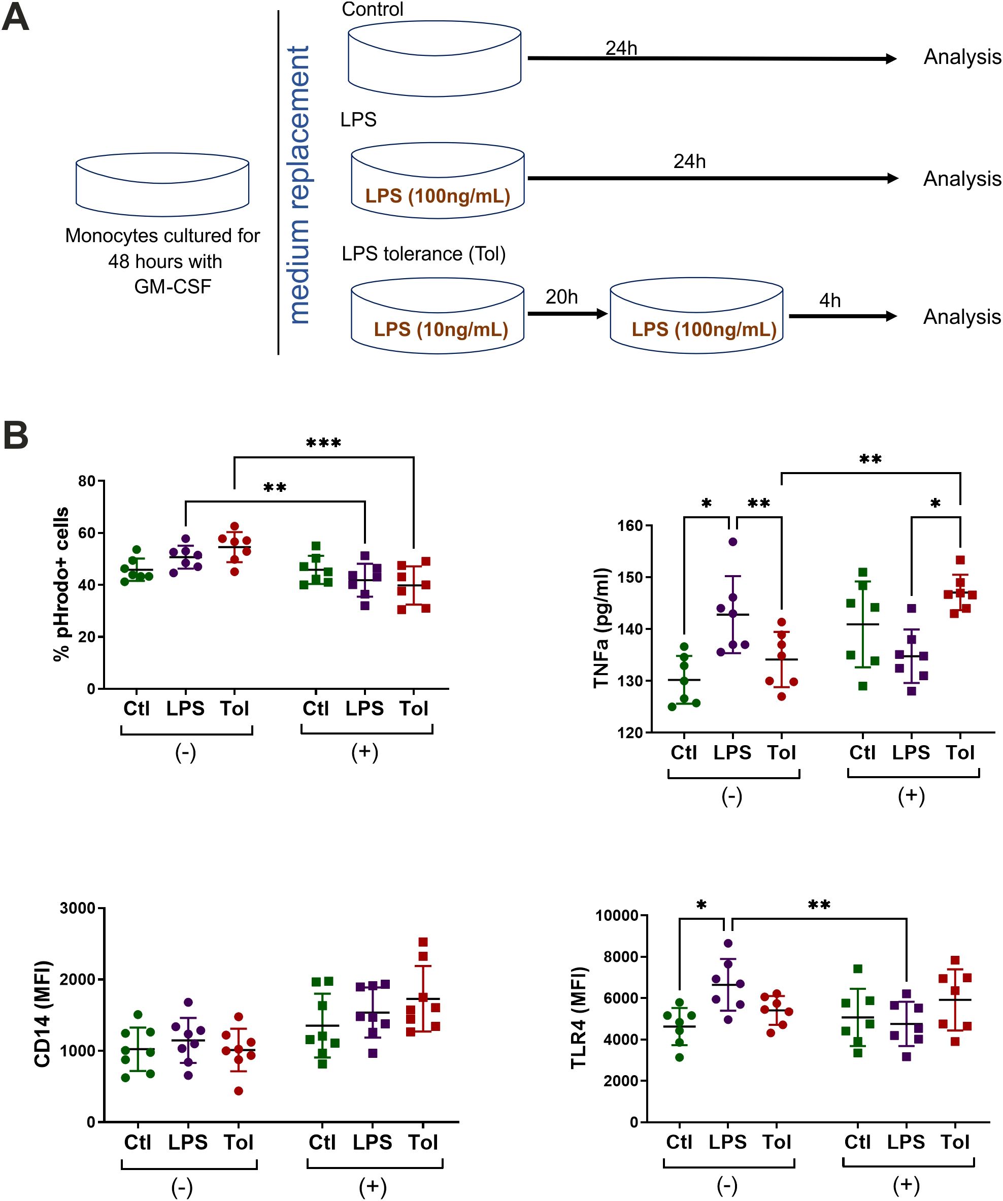 Flowchart and graphs illustrating an experiment on monocytes. Panel A shows the experimental setup where monocytes are cultured with GM-CSF and treated with LPS in different conditions, followed by analysis. Panel B includes four scatter plots comparing control (Ctl), LPS, and LPS tolerance (Tol) groups for various parameters: percentage of pHrodo+ cells, TNFα levels, CD14, and TLR4 expression. Statistical significance is indicated by asterisks, with varying significance levels across the graphs.