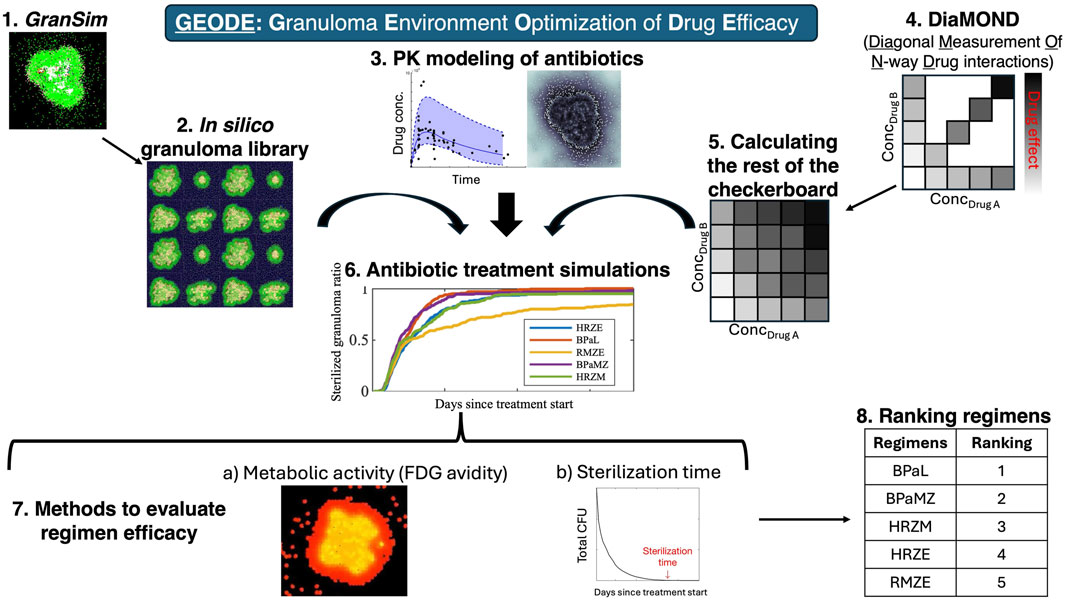Diagram illustrating the GEODE process for optimizing drug efficacy in granulomas. Steps include GranSim modeling, in silico library creation, PK modeling of antibiotics, DiaMOND interaction measurement, checkerboard calculations, antibiotic treatment simulations, methods to evaluate treatment efficacy via metabolic activity and sterilization time, and regimen ranking.