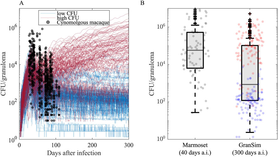 Graph A shows CFU per granuloma over days post-infection, with blue lines for low CFU and red for high CFU granulomas; black dots indicate Cynomolgus macaque data. Graph B displays box plots comparing CFU per granuloma at 40 days for marmosets and 300 days for GranSim, with varied dot colors reflecting data points.