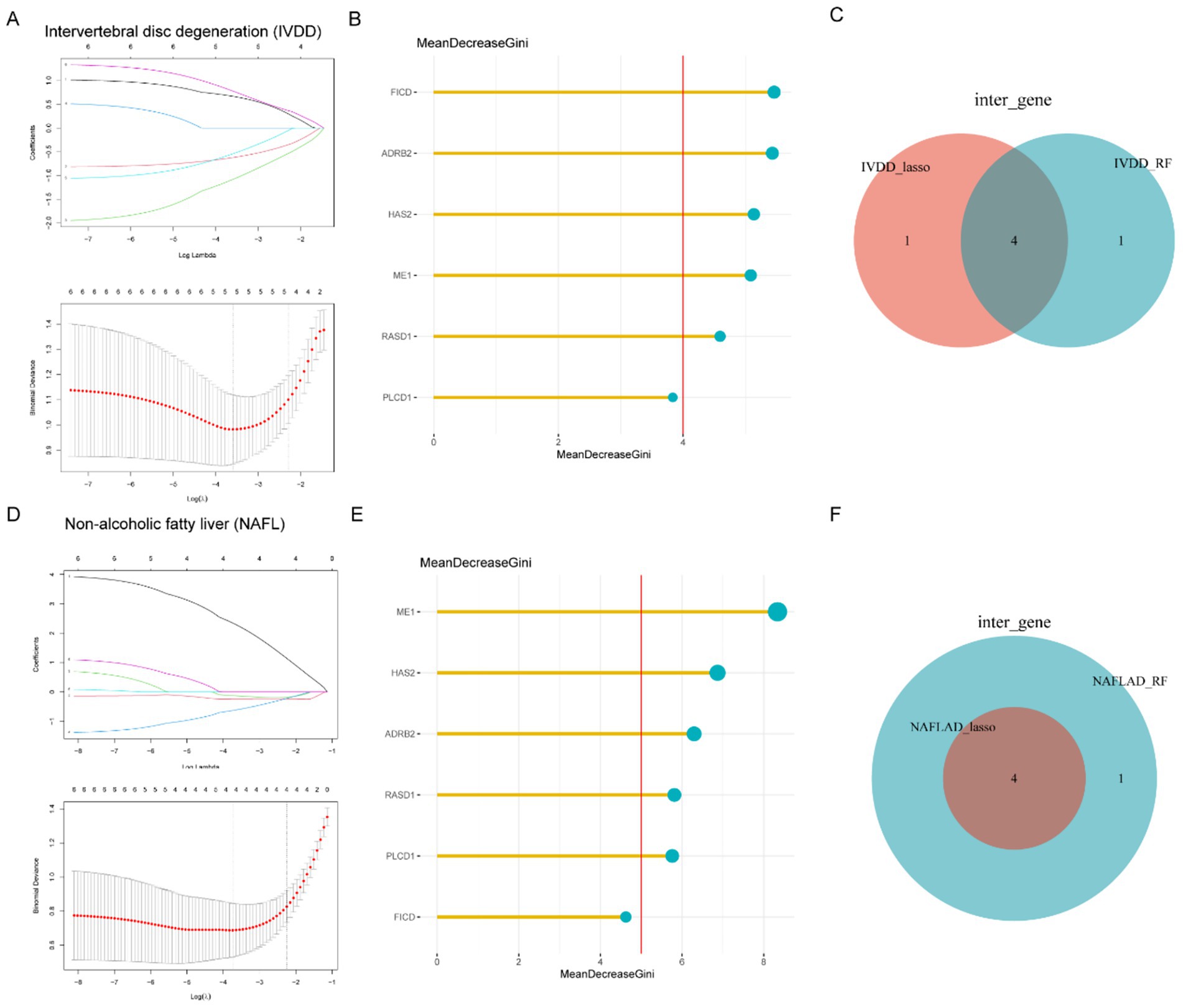 Graphs and charts analyzing intervertebral disc degeneration (IVDD) and non-alcoholic fatty liver (NAFL) using LASSO and Random Forest models. Panels A and D show coefficient plots and deviance graphs for each condition. Panels B and E feature MeanDecreaseGini bar charts highlighting variable importance. Panels C and F display Venn diagrams comparing overlapping and unique genes between LASSO and RF methods for each condition.