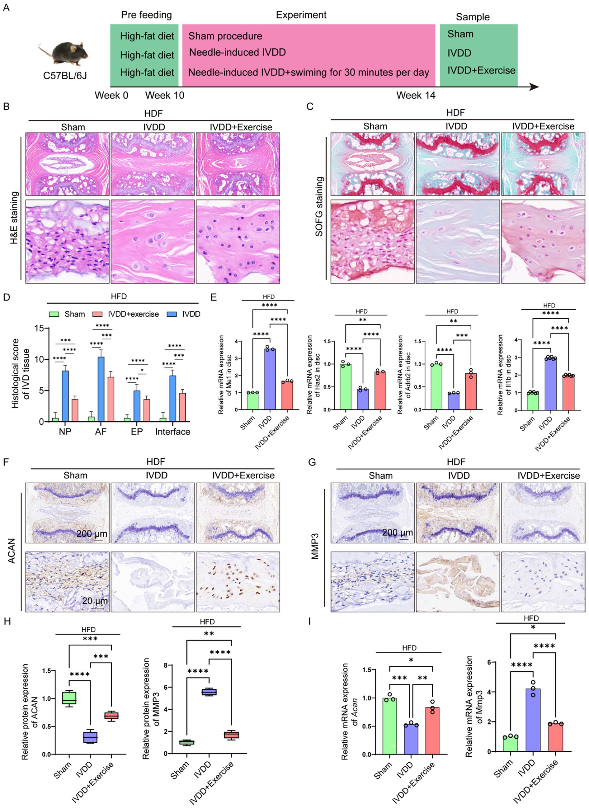 Experimental timeline diagram and results of histological and molecular analysis investigating the effects of a high-fat diet on intervertebral disc degeneration (IVDD) in C57BL/6J mice. There are sections showing H&E and Safranin O/fast green staining in different treatment groups. Bar graphs depict histological scores, mRNA, and protein expression levels for specific markers. Statistical significance is indicated in all charts.