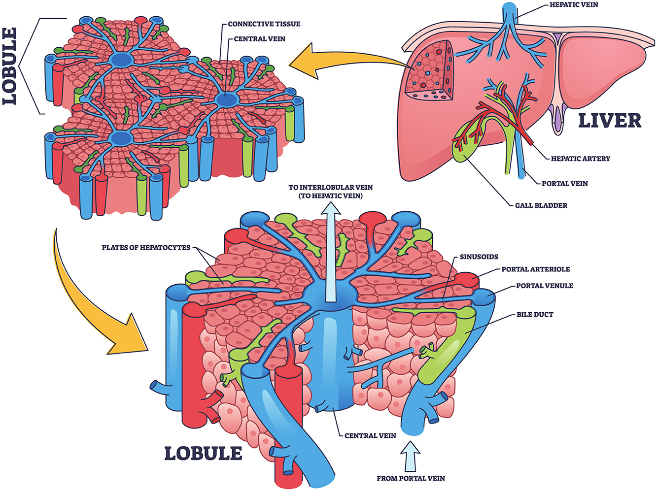 Illustration of the liver anatomy and lobule structure. The liver shows the hepatic vein, artery, portal vein, and gall bladder. A detailed view of a lobule displays the central vein, connective tissue, plates of hepatocytes, sinusoids, portal arteriole, portal venule, and bile duct. Arrows indicate blood flow direction from the portal vein to the lobule and from the central vein.